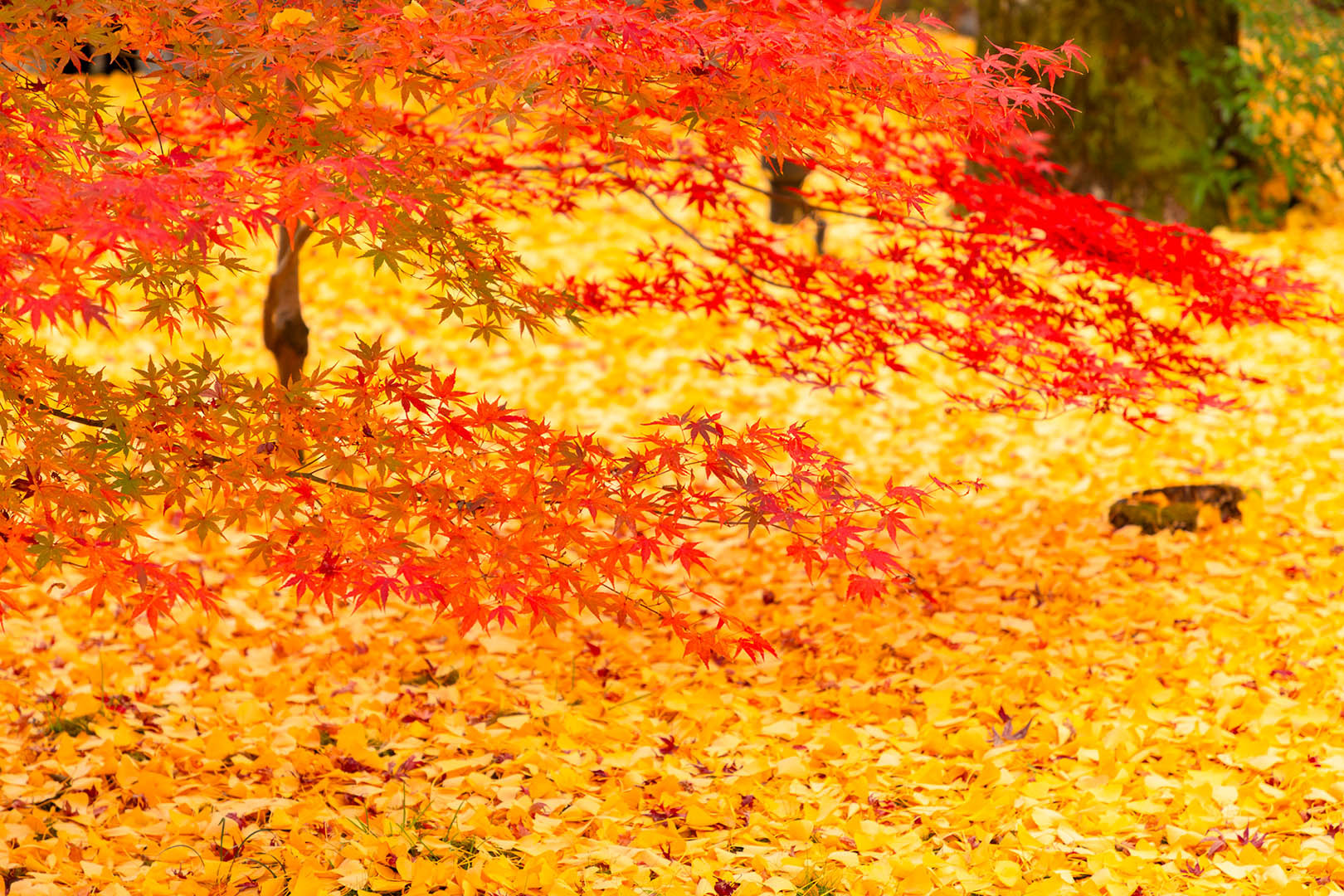 永観堂の紅葉、黄葉_a0003166_23031182.jpg