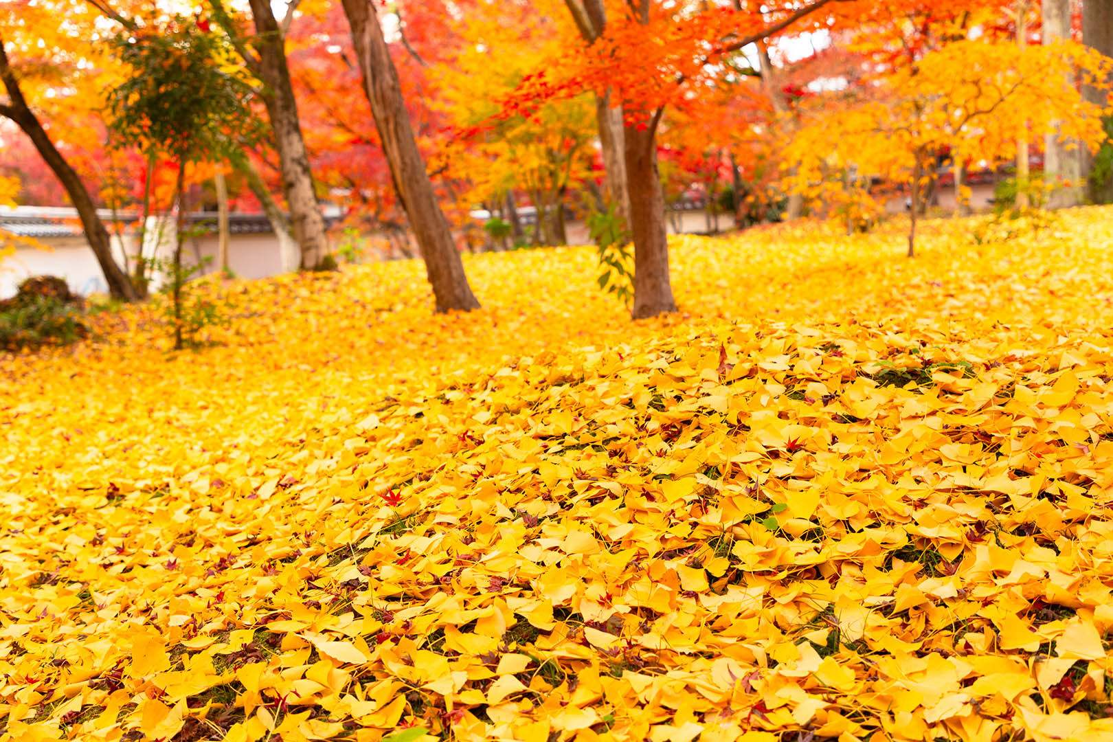 永観堂の紅葉、黄葉_a0003166_23031540.jpg