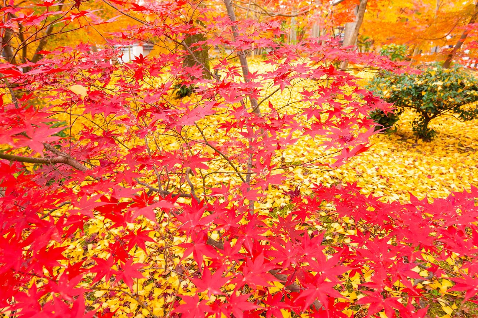 永観堂の紅葉、黄葉_a0003166_23031738.jpg