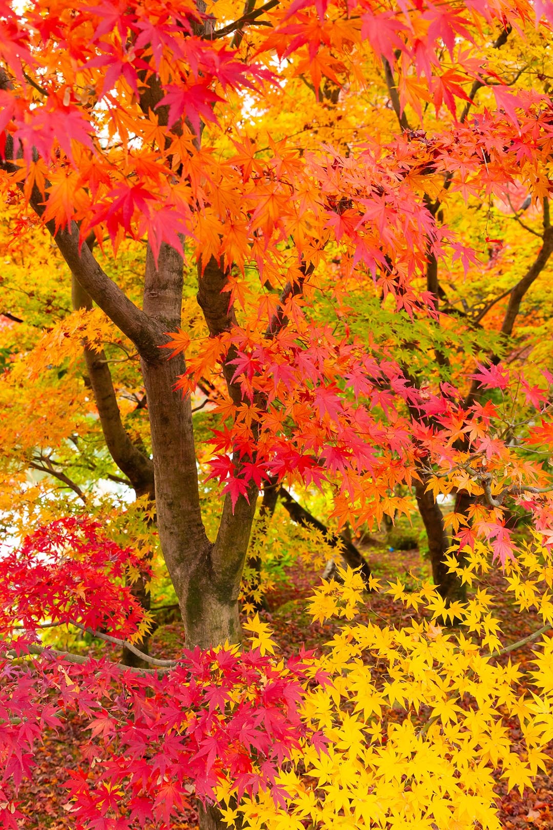 永観堂の紅葉、黄葉_a0003166_23032282.jpg