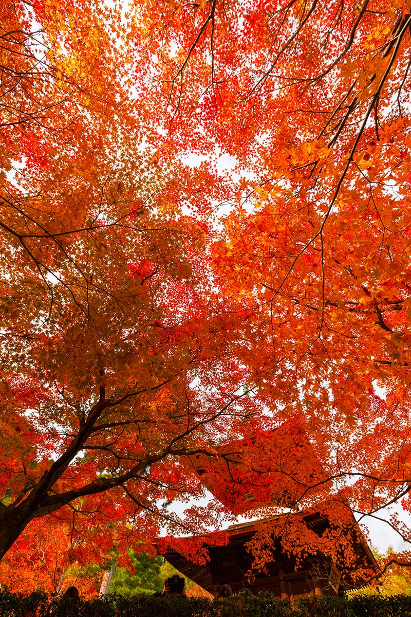 京都の紅葉、ライトアップ （青蓮院門跡、嵐山）_a0003166_230440.jpg