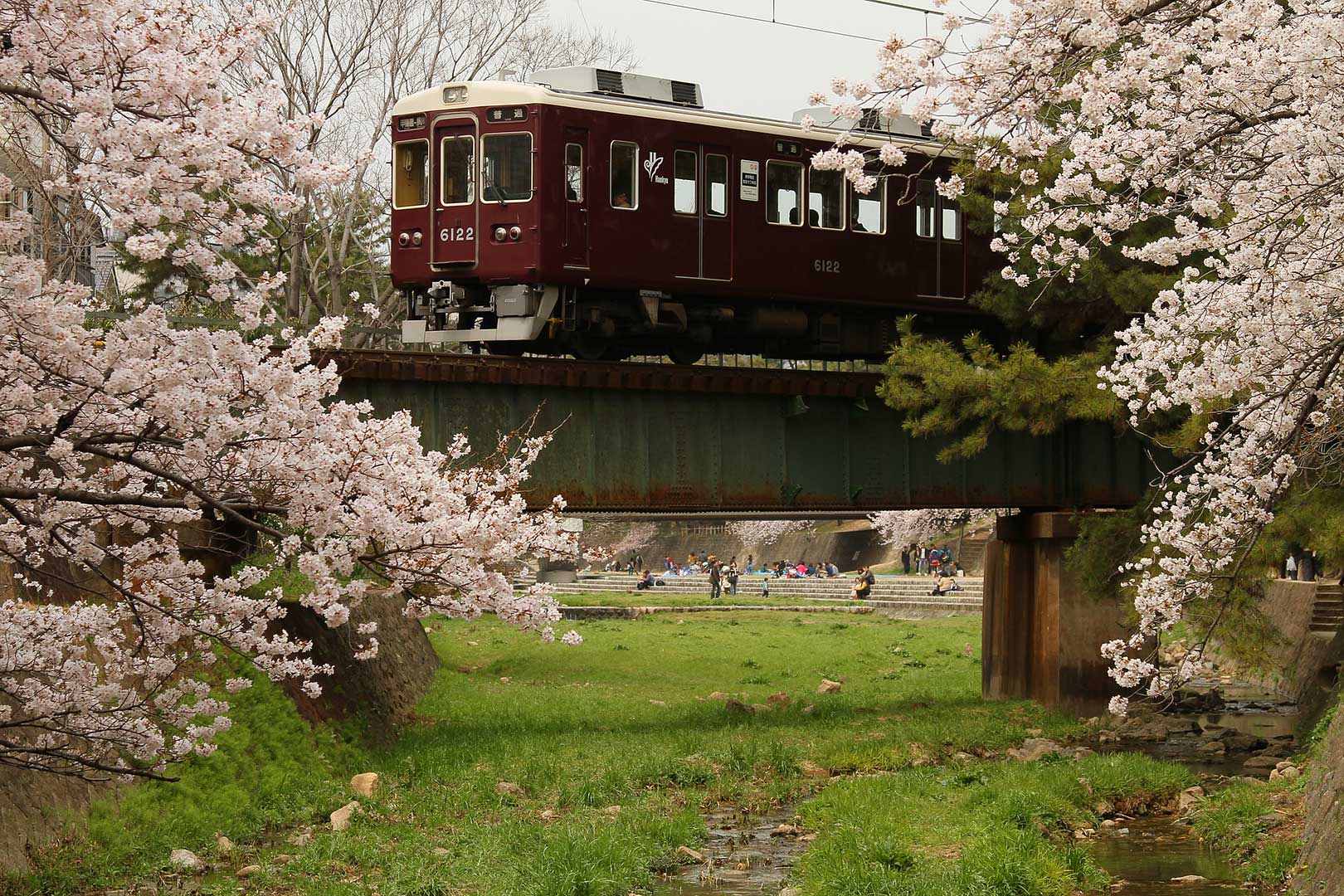 桜 （阪急 苦楽園口、ＪＲ大阪環状線 桜ノ宮）_a0003166_2305425.jpg