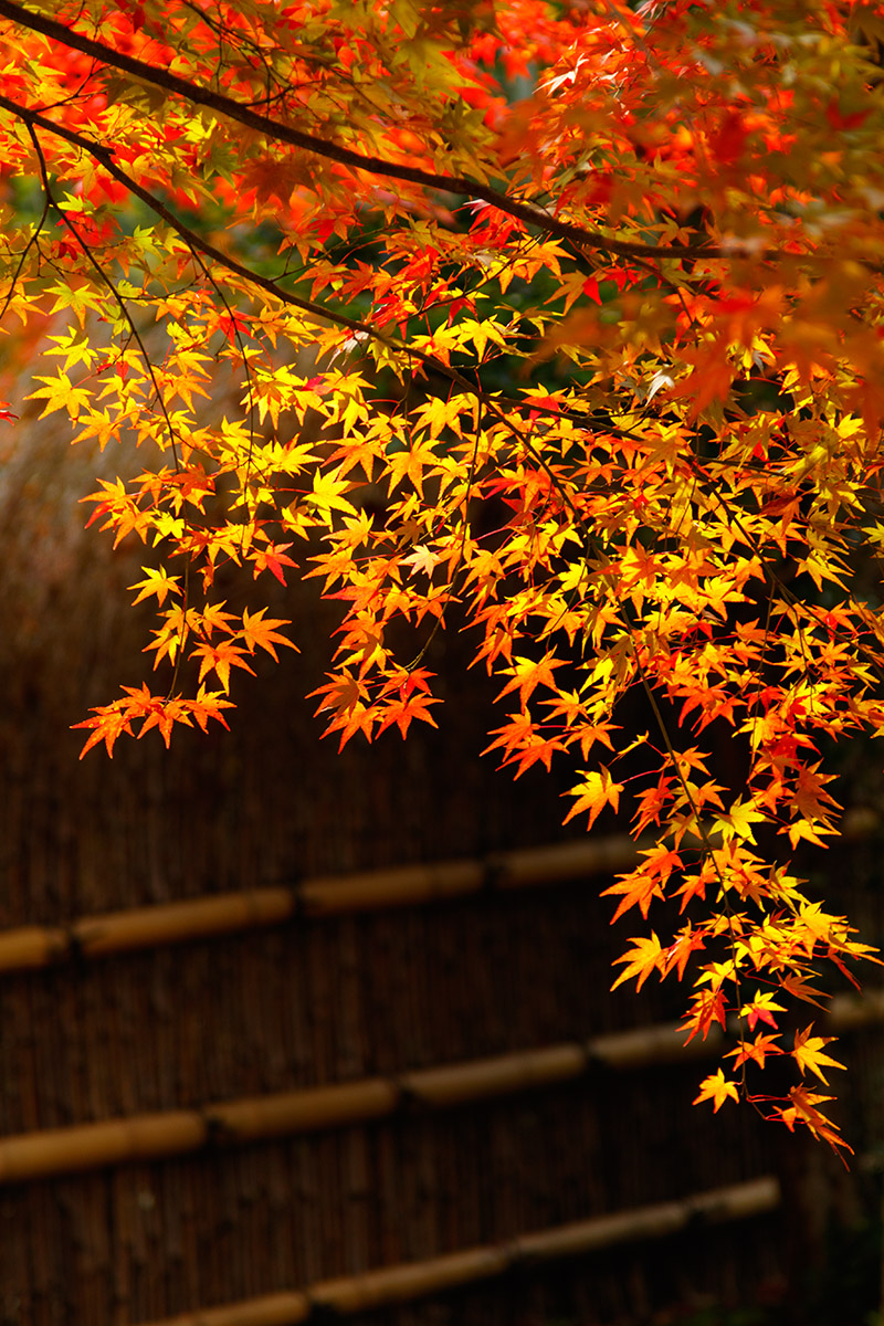 京都の紅葉、ライトアップ （青蓮院門跡、嵐山）_a0003166_230566.jpg