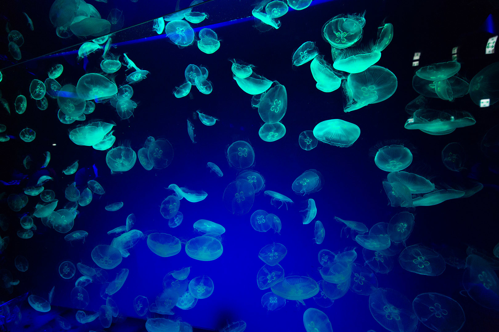 名古屋港水族館_a0003166_23061864.jpg