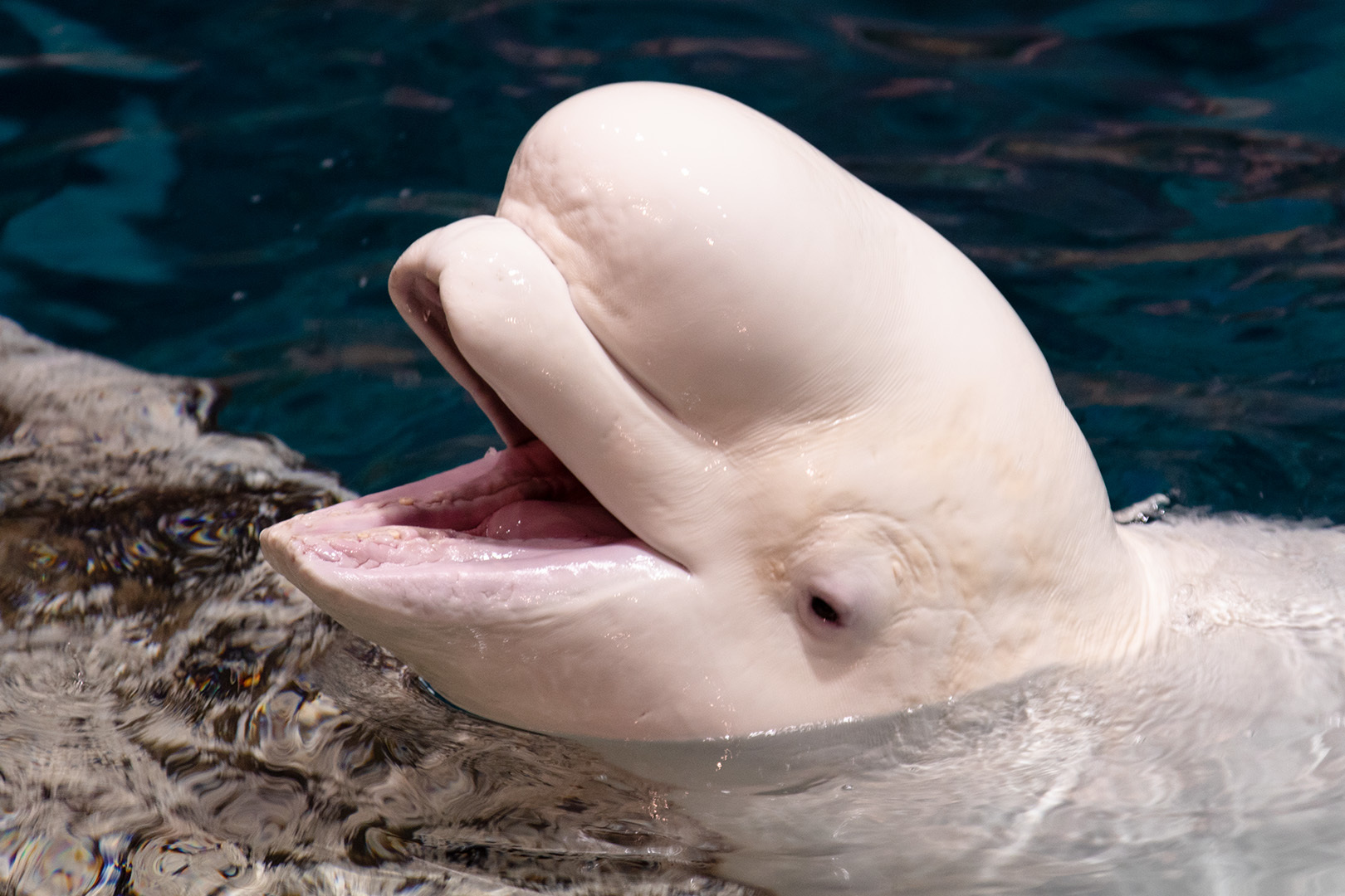 名古屋港水族館_a0003166_23061899.jpg