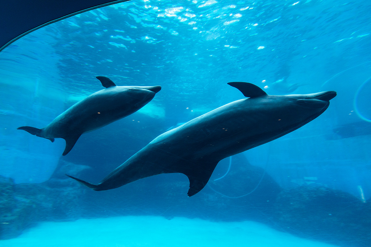 名古屋港水族館_a0003166_23061964.jpg