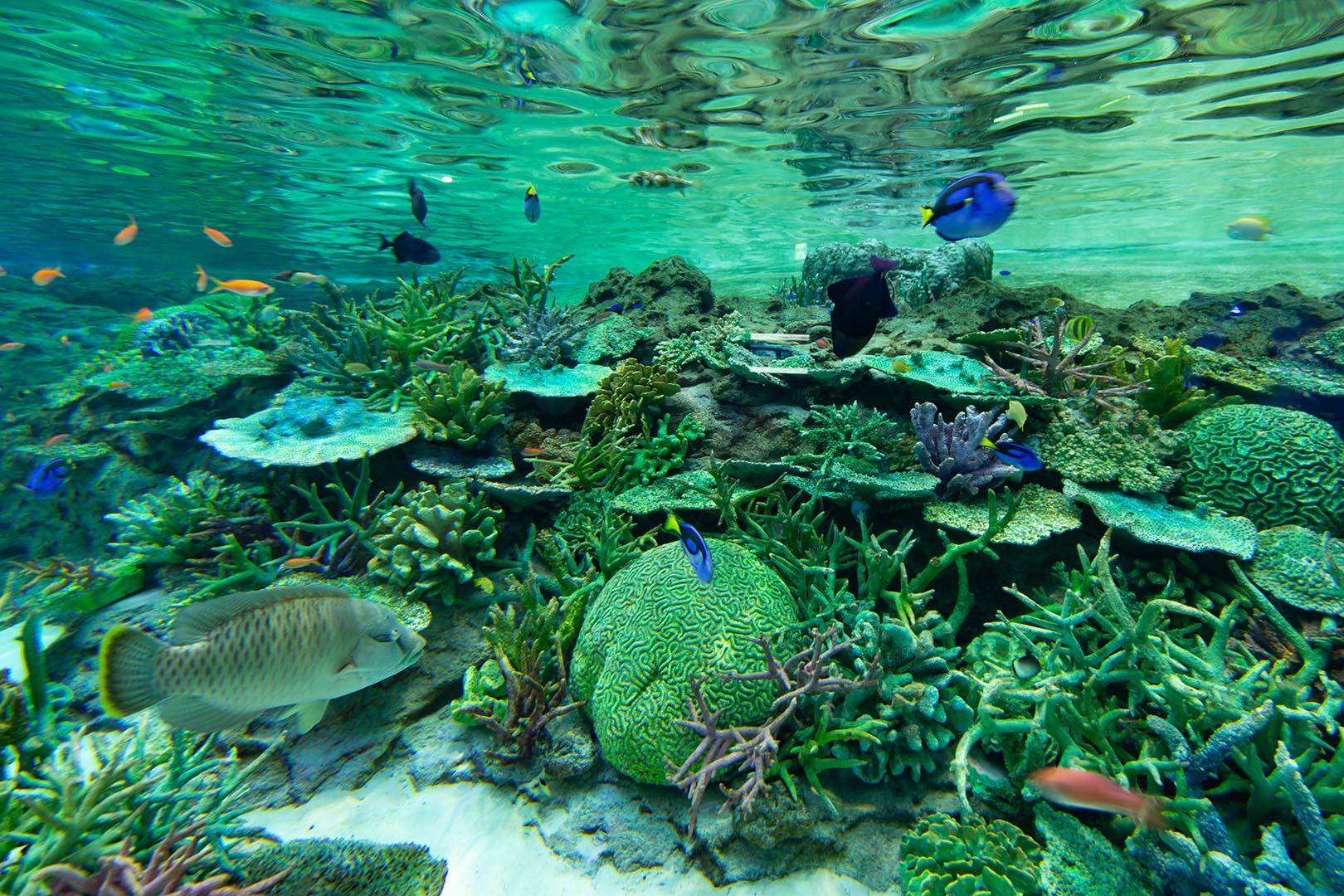 名古屋港水族館_a0003166_23065920.jpg