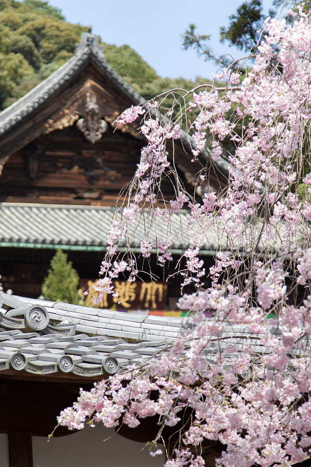 長谷寺_a0003166_23072457.jpg