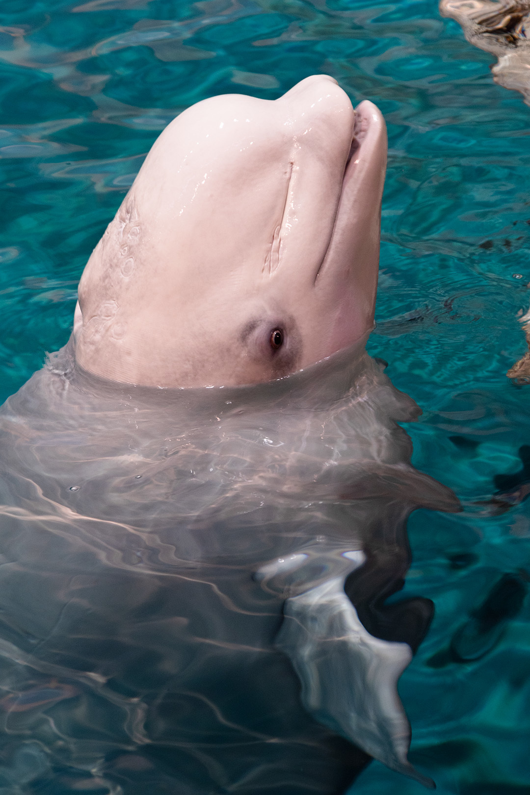 名古屋港水族館_a0003166_23073298.jpg