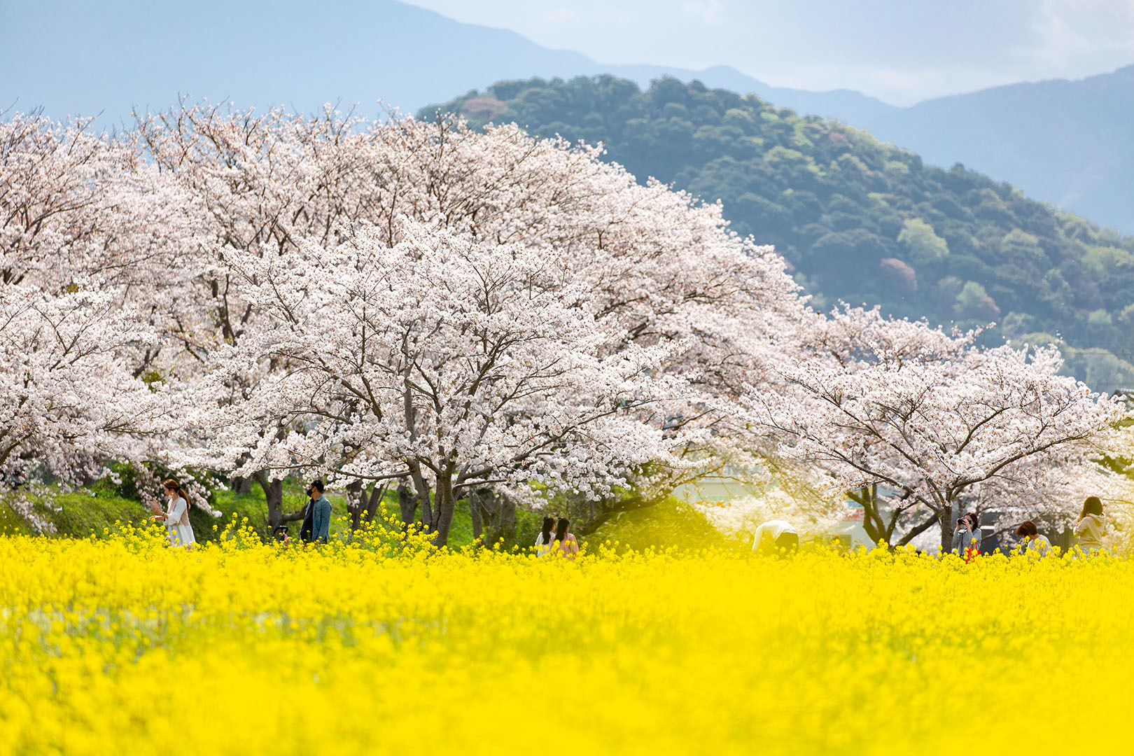 藤原宮跡 桜_a0003166_23084337.jpg