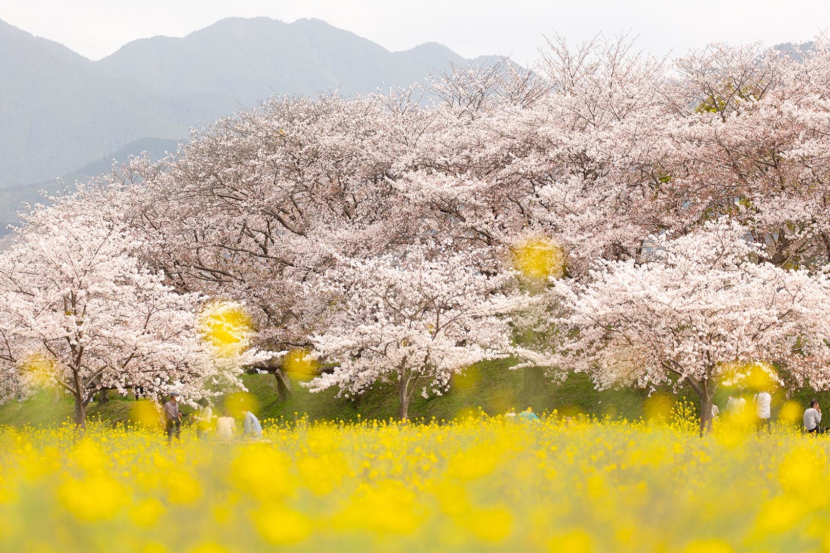 藤原宮跡 桜_a0003166_23084348.jpg