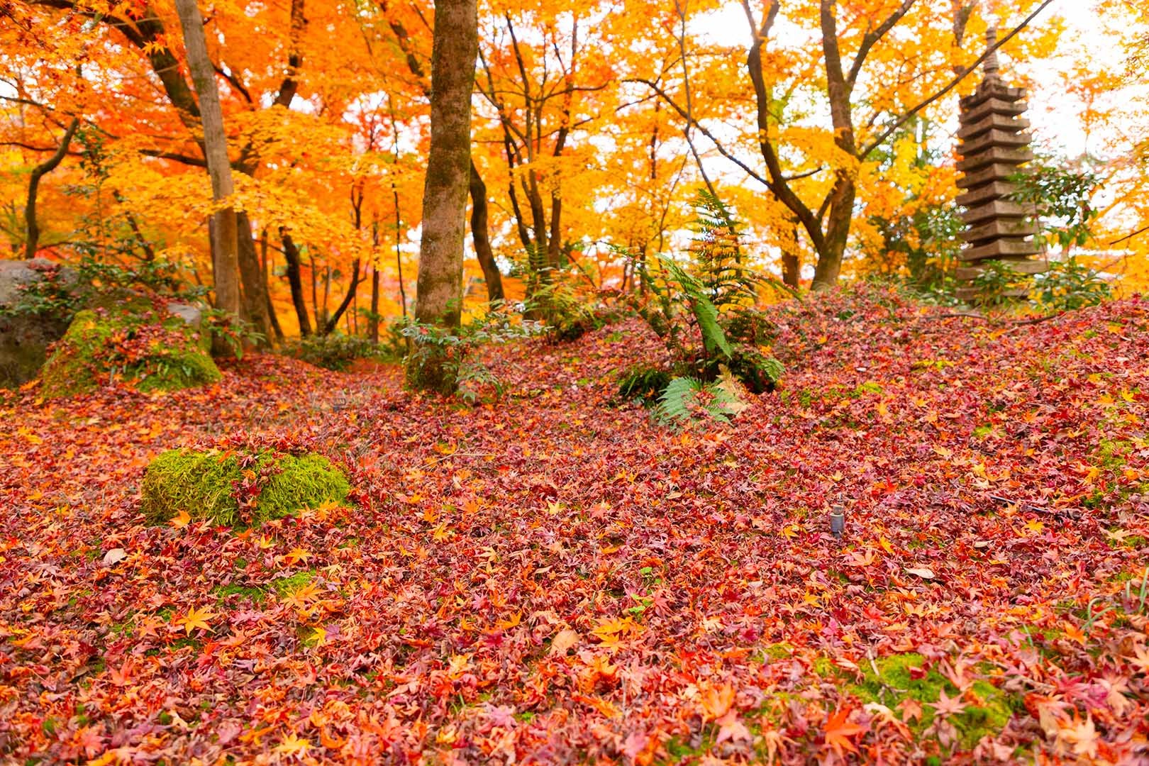 永観堂の散り紅葉_a0003166_23093205.jpg