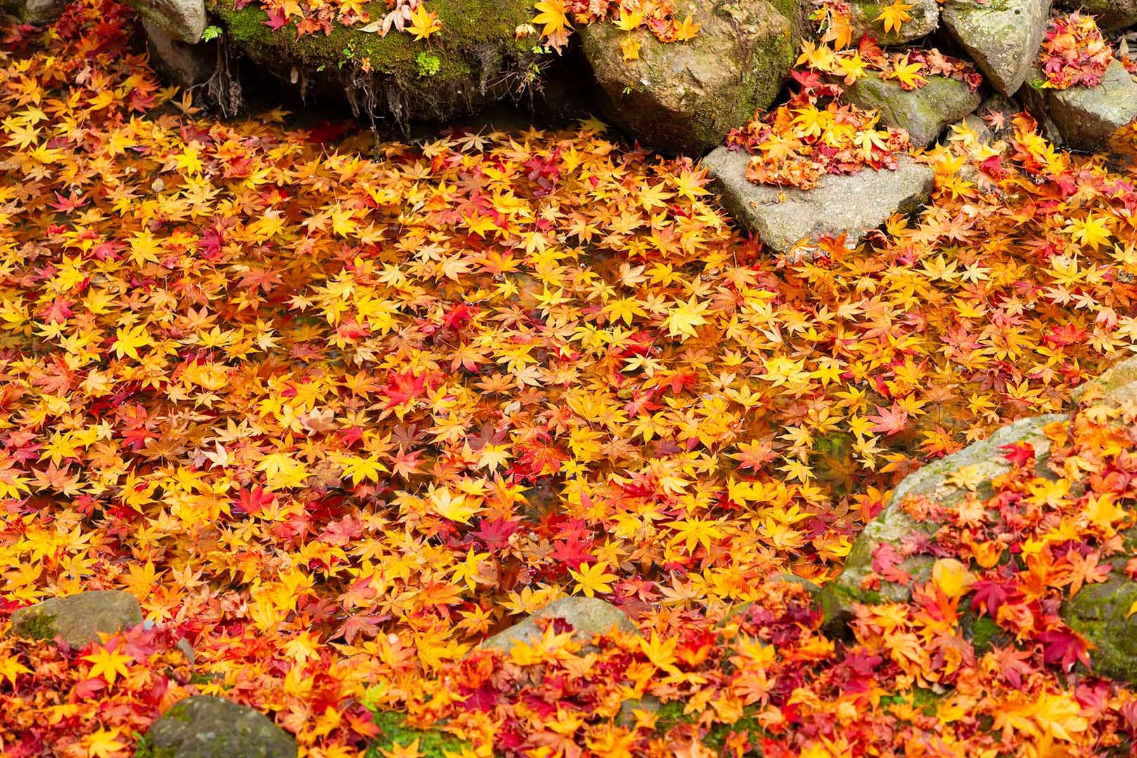 永観堂の散り紅葉_a0003166_23094035.jpg