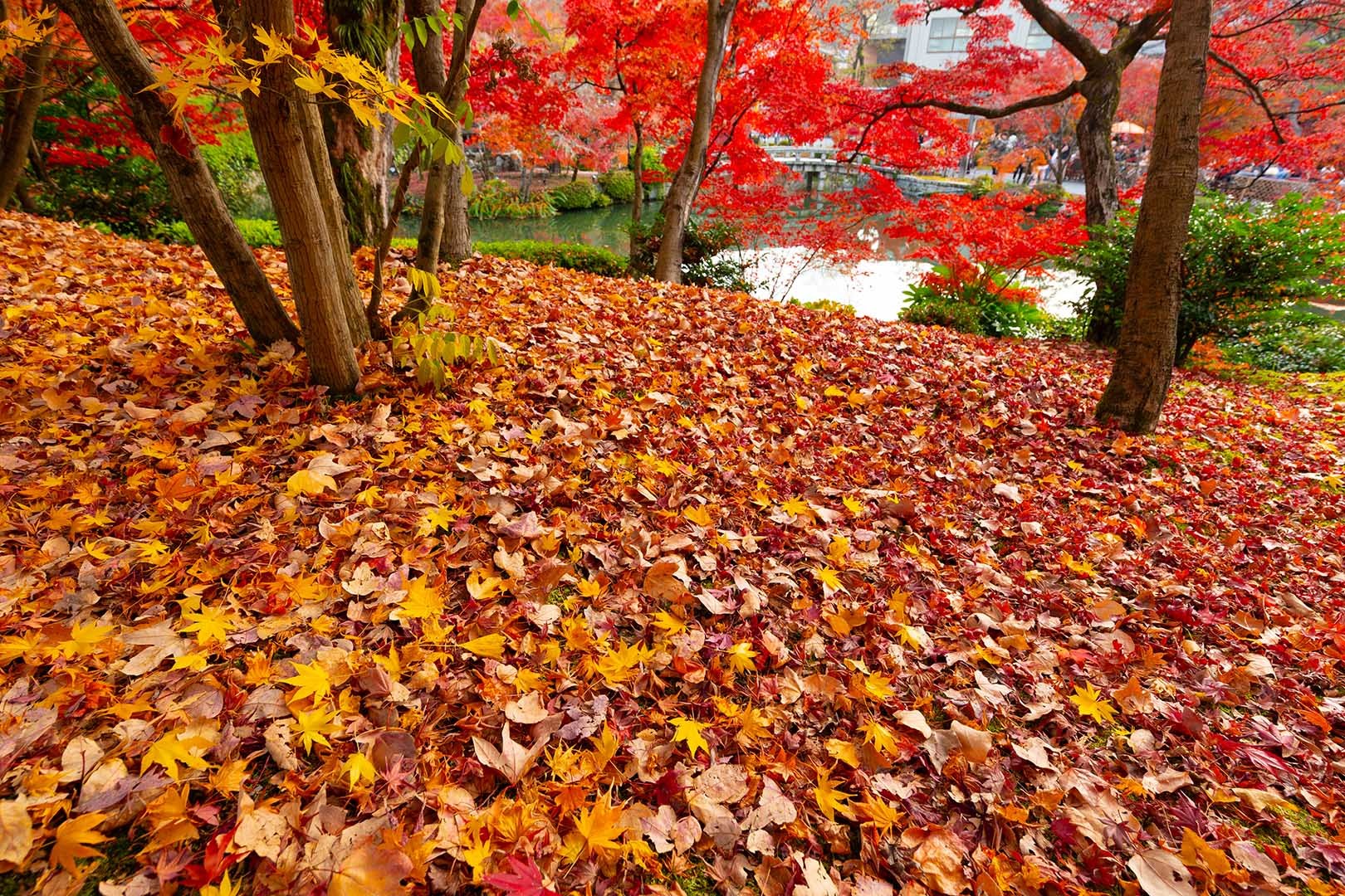永観堂の散り紅葉_a0003166_23094079.jpg