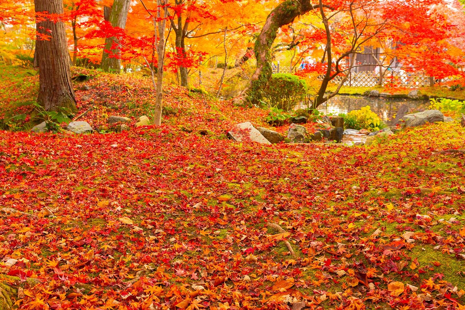 永観堂の散り紅葉_a0003166_23094175.jpg