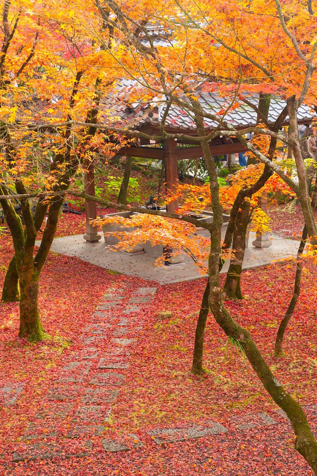 永観堂の散り紅葉_a0003166_23094187.jpg