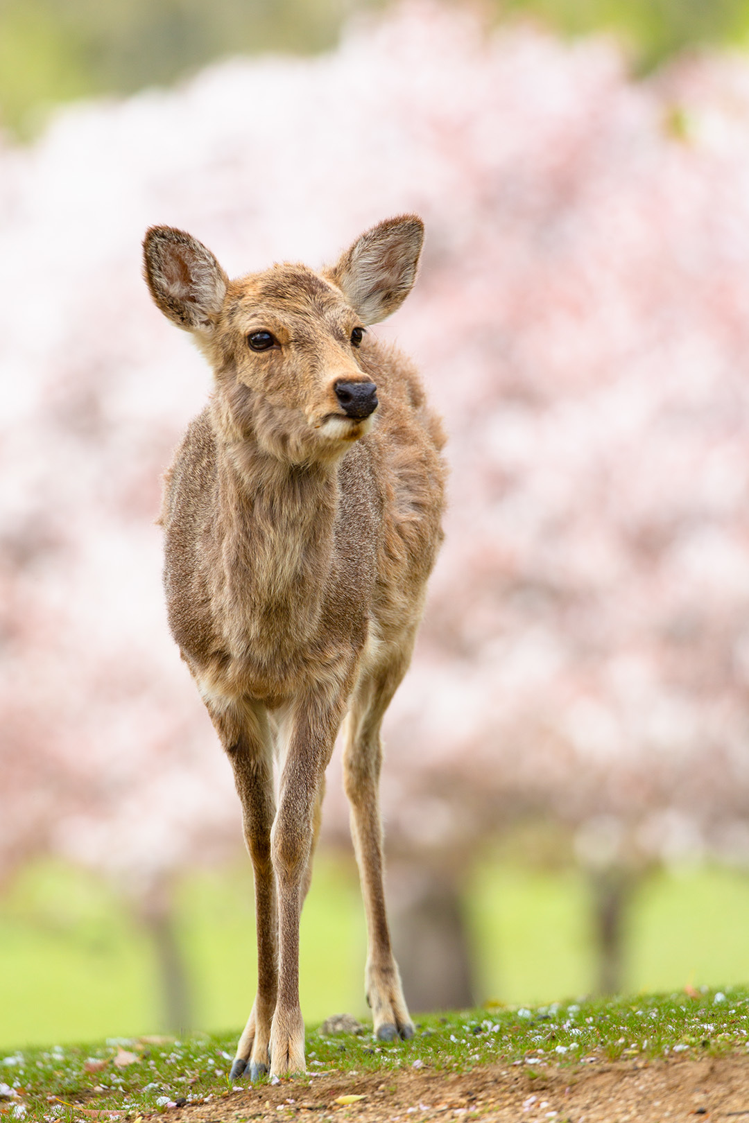 奈良公園 桜 その１_a0003166_23094891.jpg