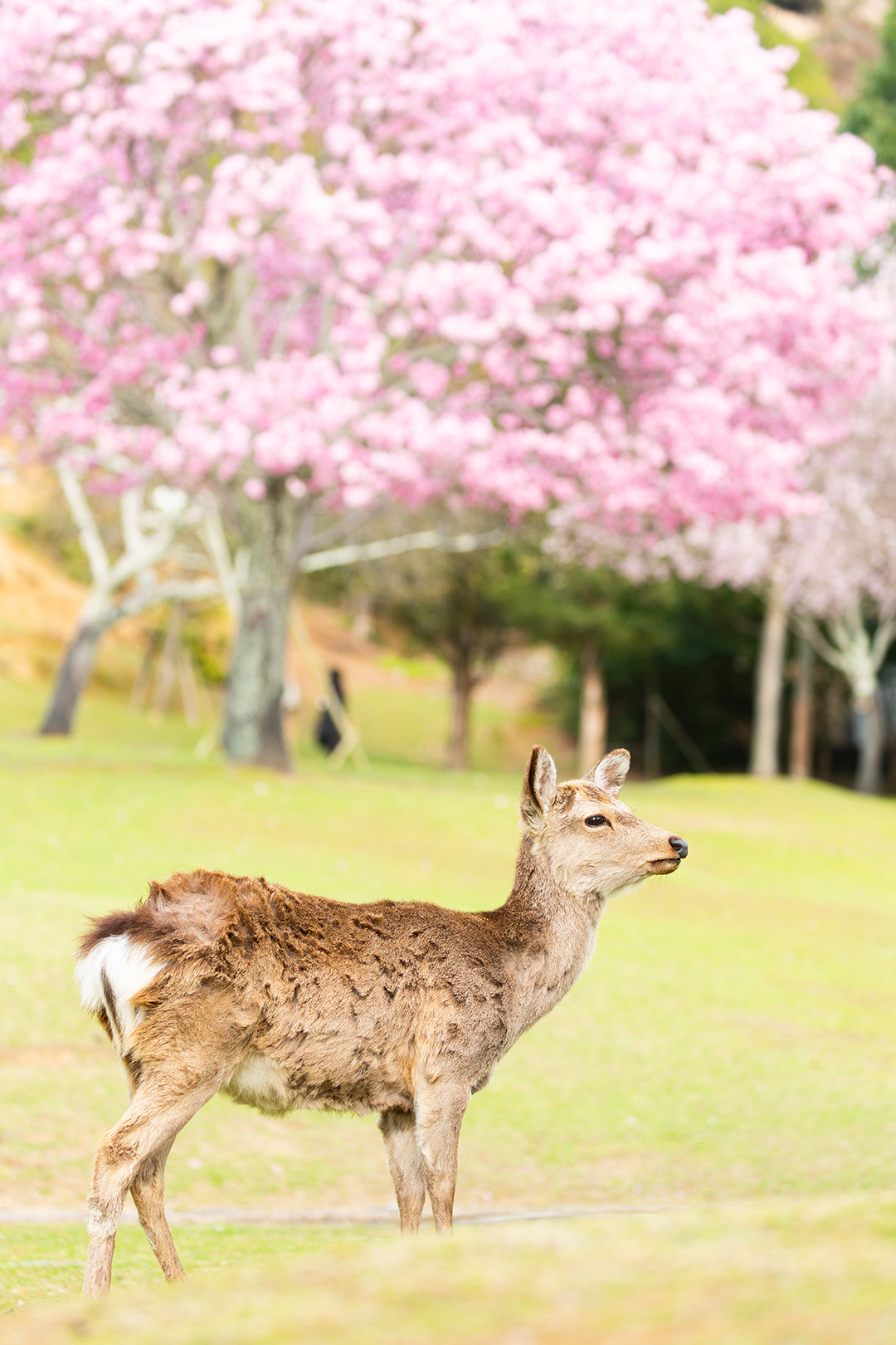 奈良公園 桜 その１_a0003166_23094949.jpg