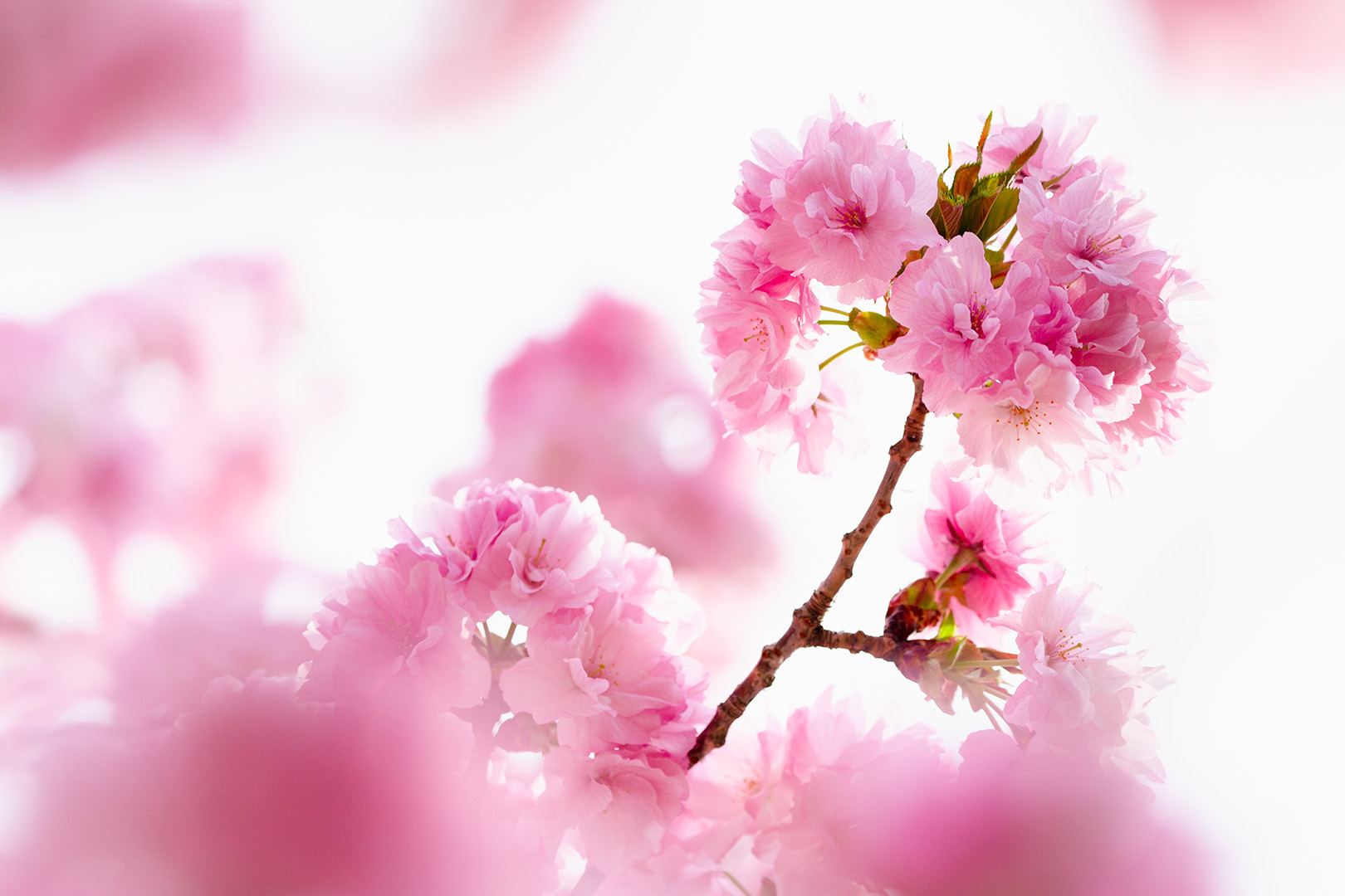 奈良公園 桜 その１_a0003166_23094975.jpg