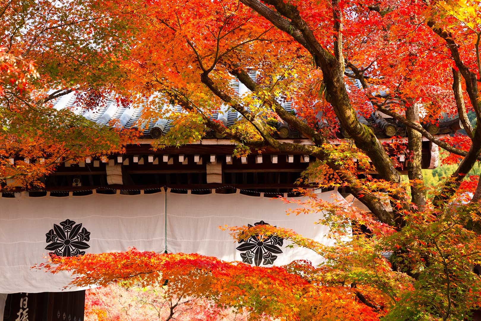 永観堂の紅葉_a0003166_23123904.jpg