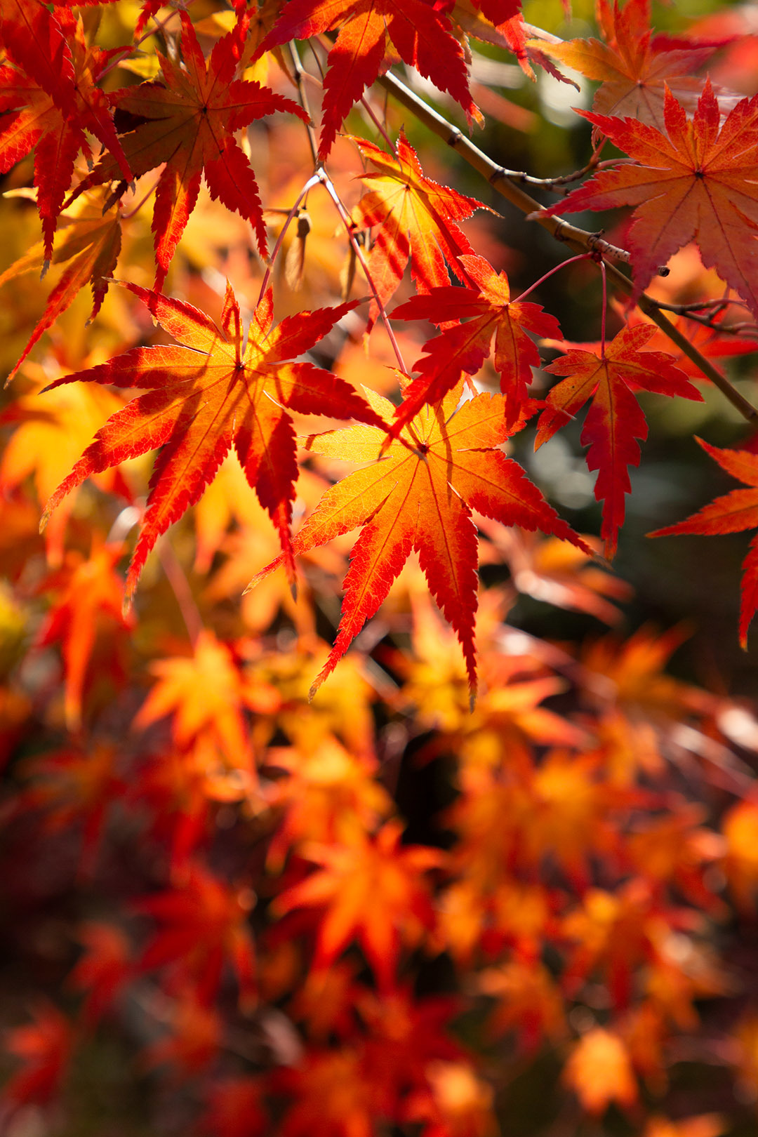永観堂の紅葉_a0003166_23123946.jpg