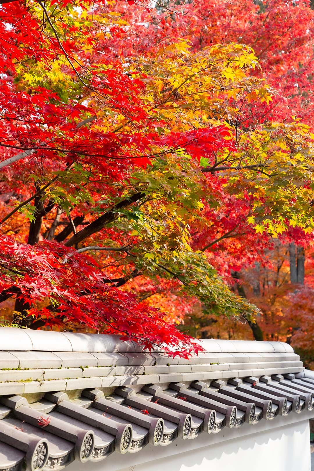 永観堂の紅葉_a0003166_23123976.jpg