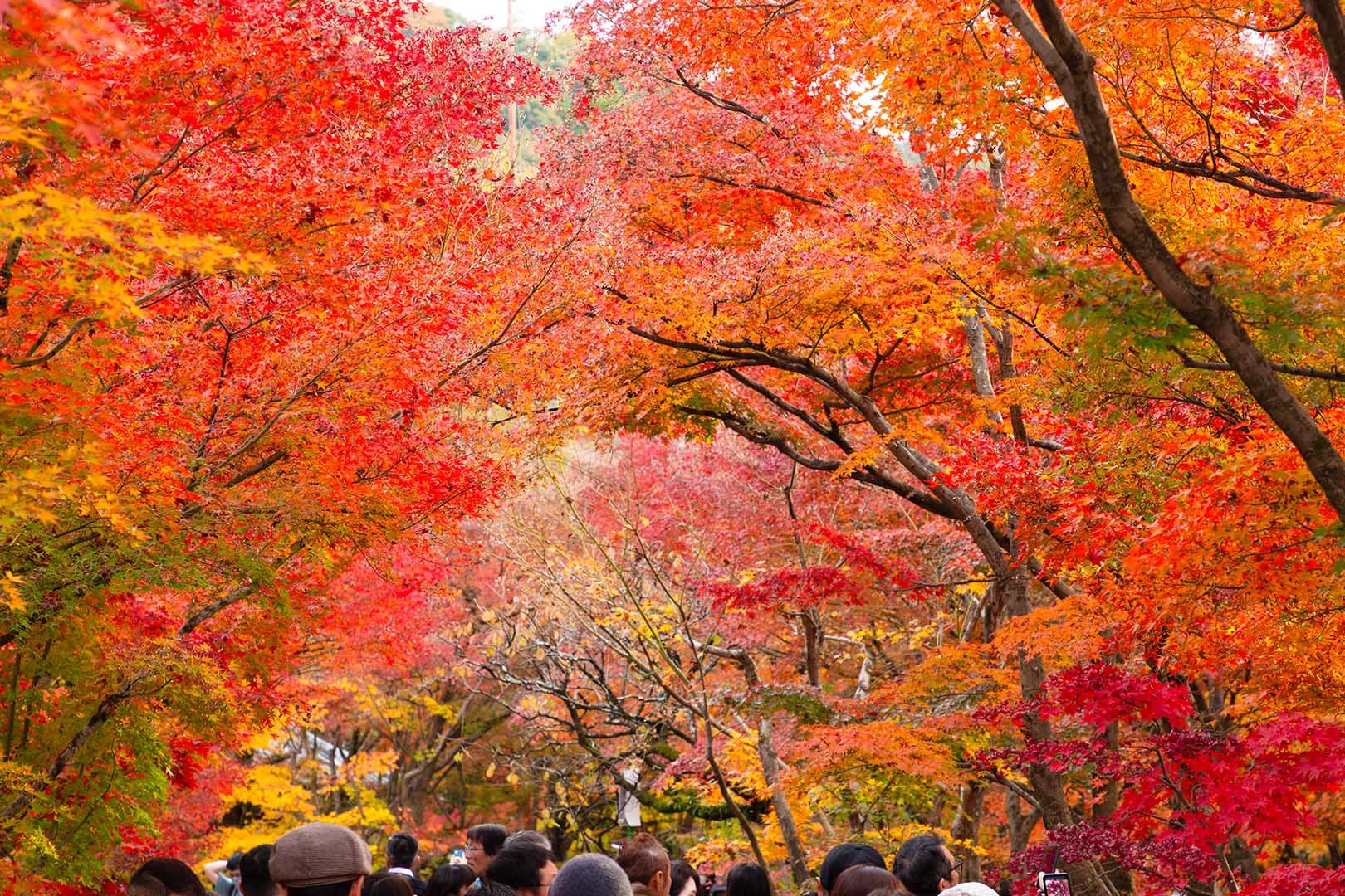 永観堂の紅葉_a0003166_23123978.jpg