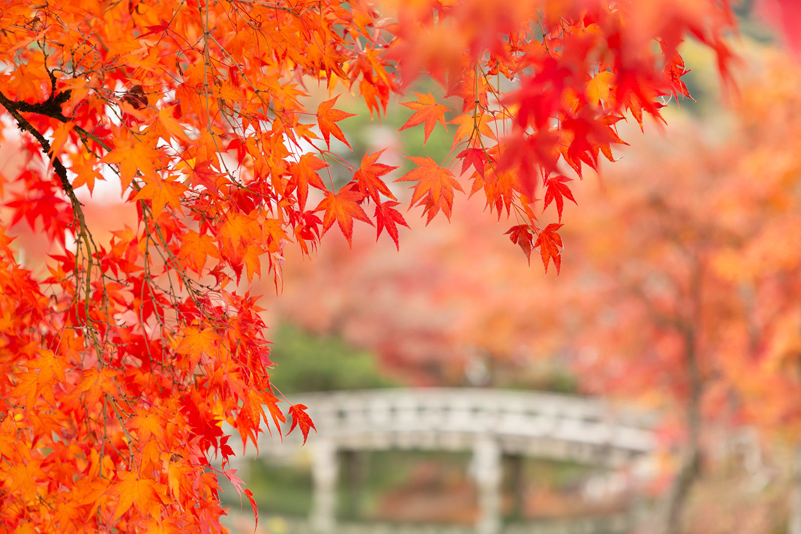 永観堂の紅葉_a0003166_23124055.jpg