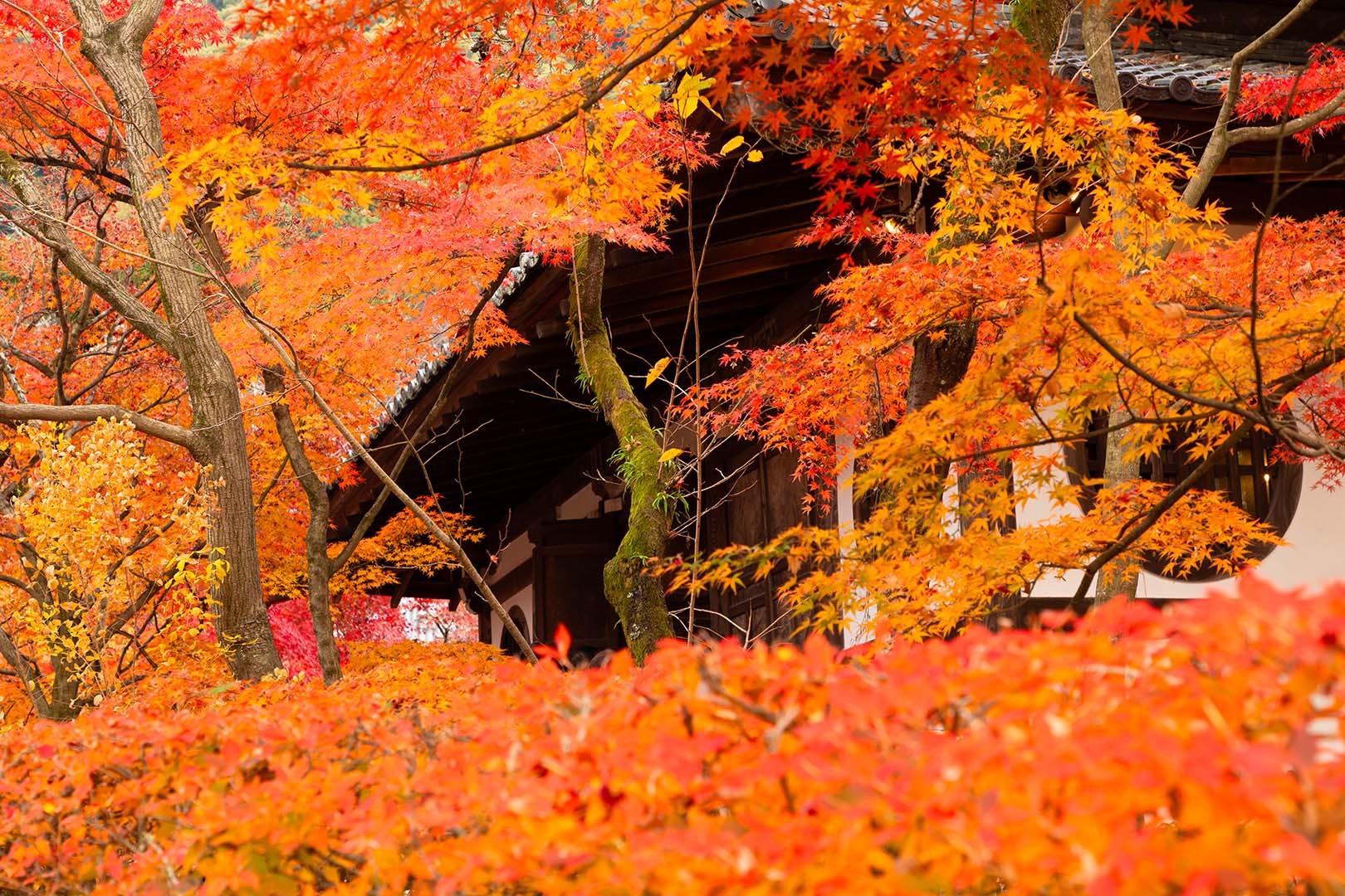 永観堂の紅葉_a0003166_23124074.jpg