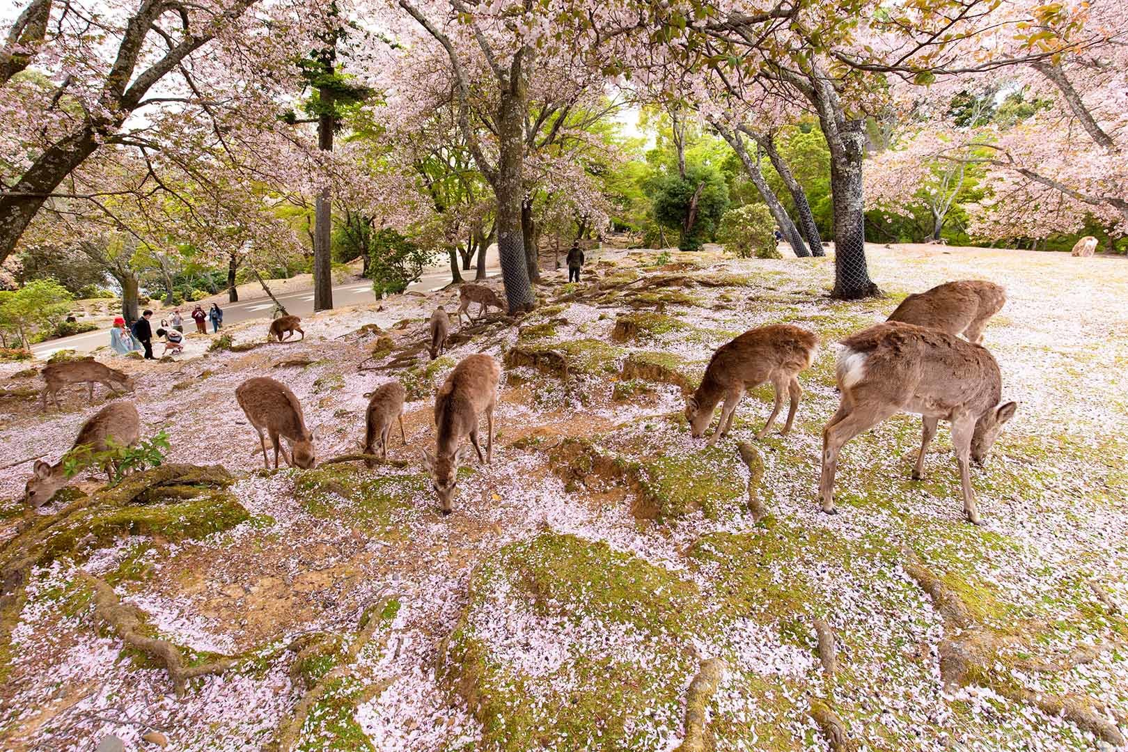 奈良公園 桜 その２_a0003166_23124443.jpg