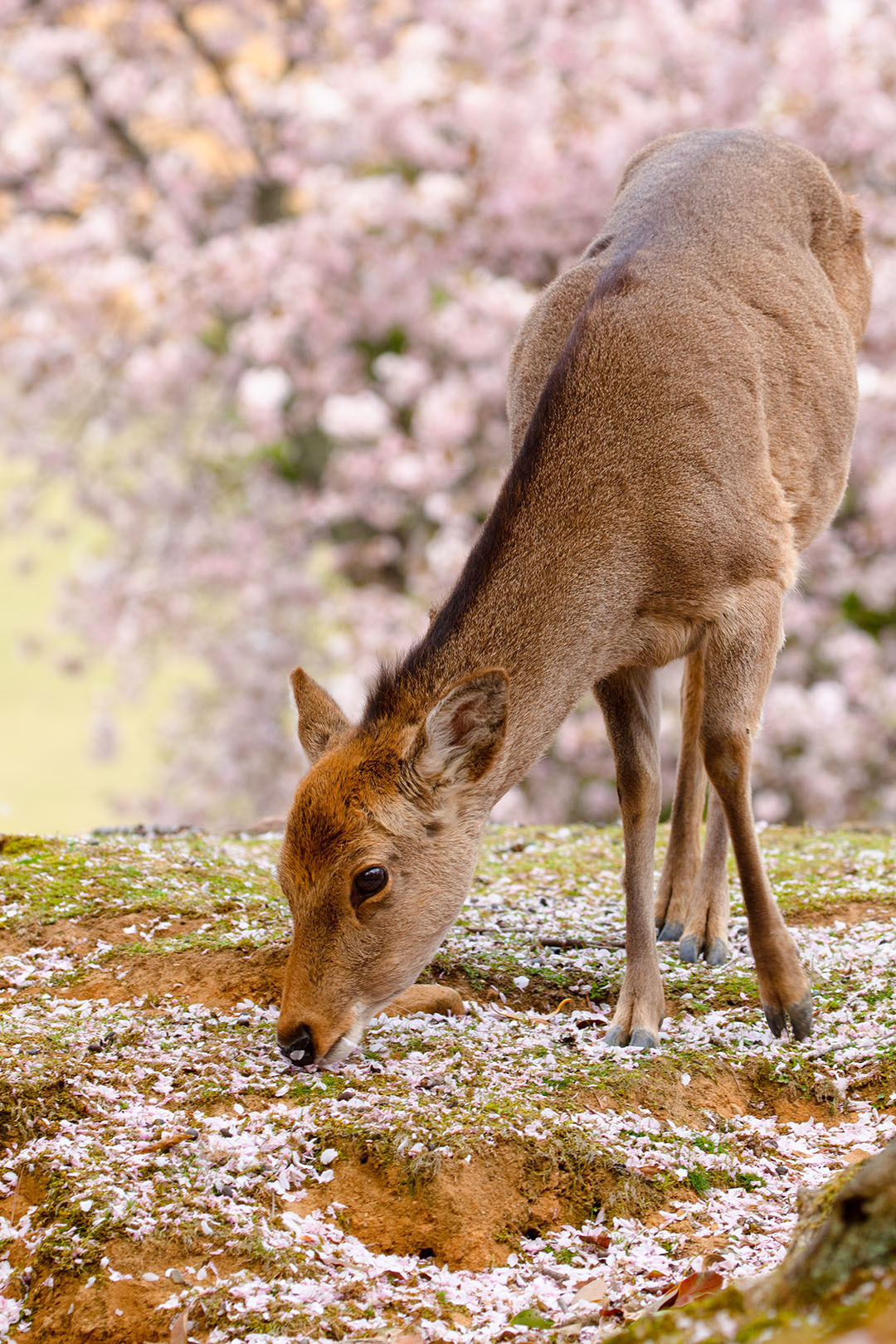 奈良公園 桜 その２_a0003166_23124462.jpg