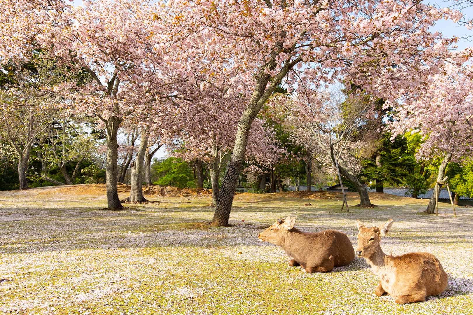 奈良公園 桜 その２_a0003166_23124565.jpg