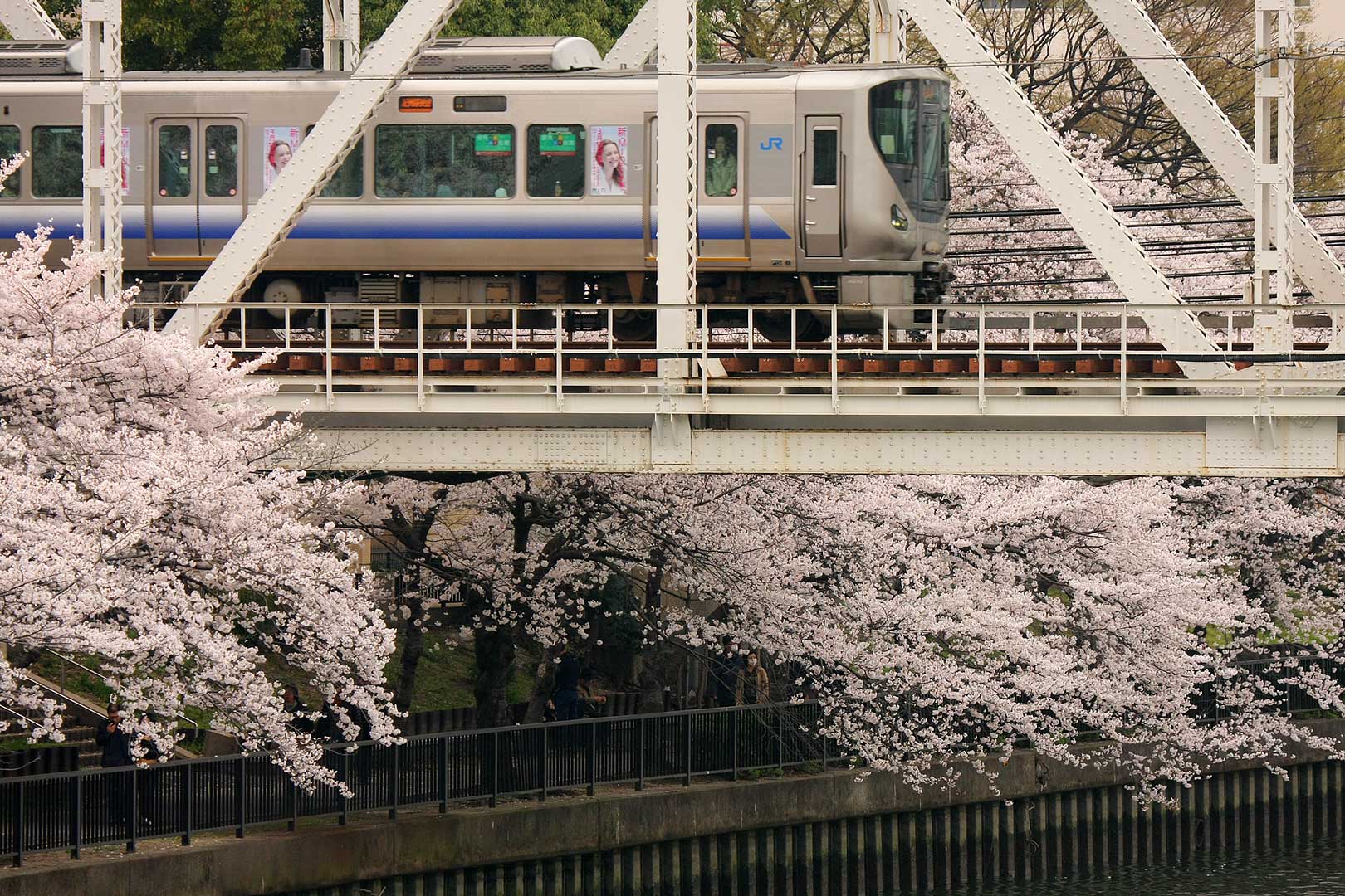 桜 （阪急 苦楽園口、ＪＲ大阪環状線 桜ノ宮）_a0003166_2312632.jpg