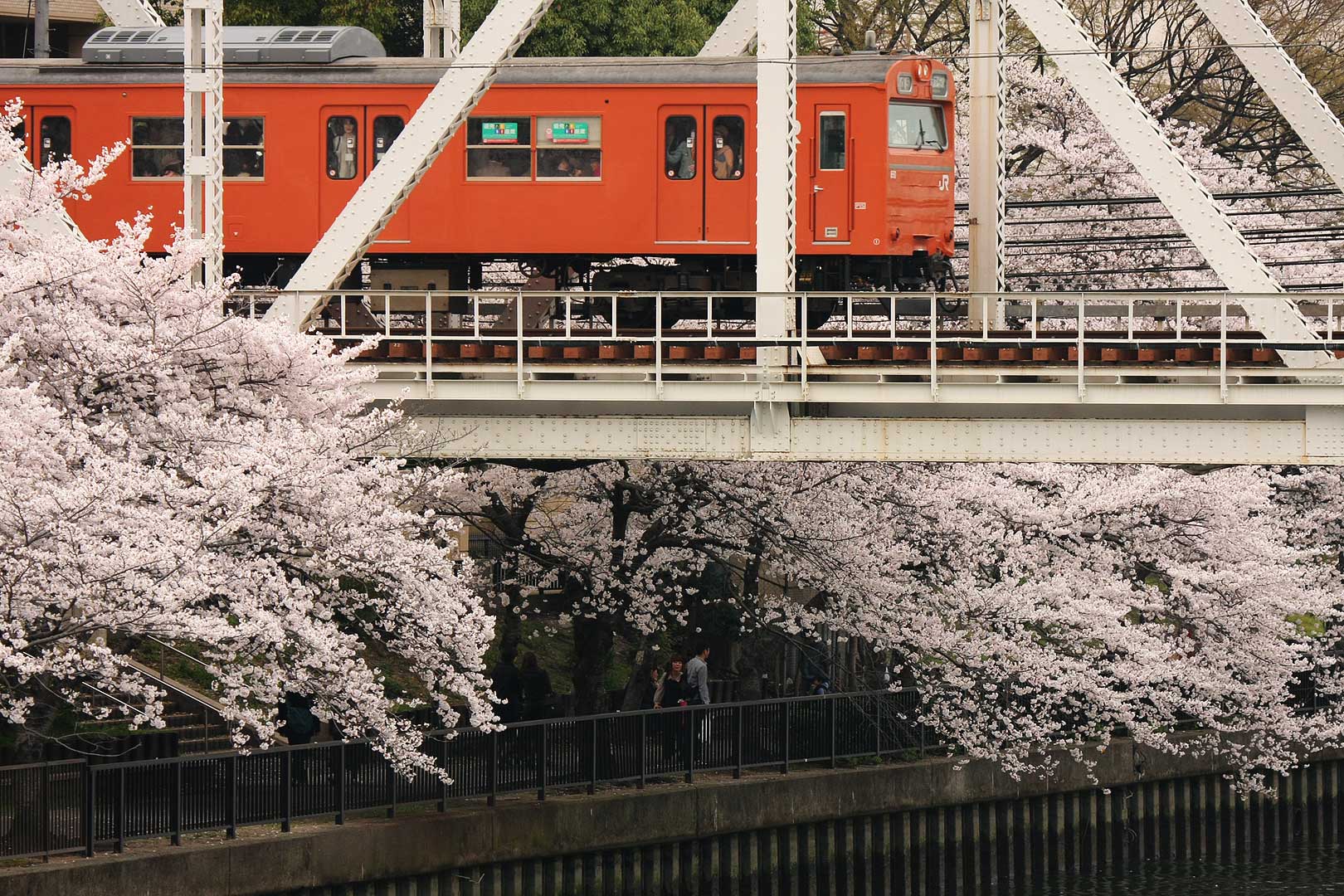 桜 （阪急 苦楽園口、ＪＲ大阪環状線 桜ノ宮）_a0003166_2312934.jpg