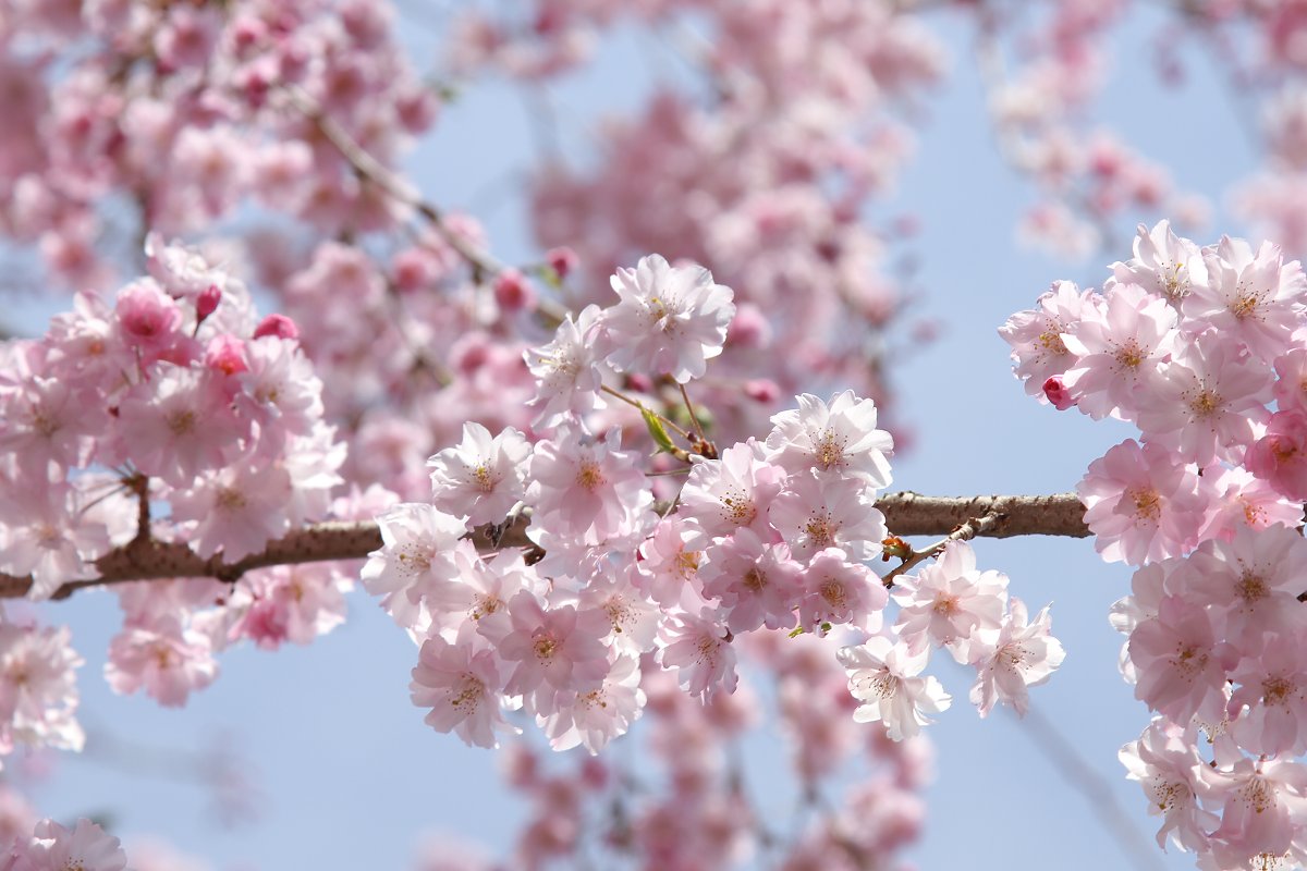 桜_a0003166_2313598.jpg