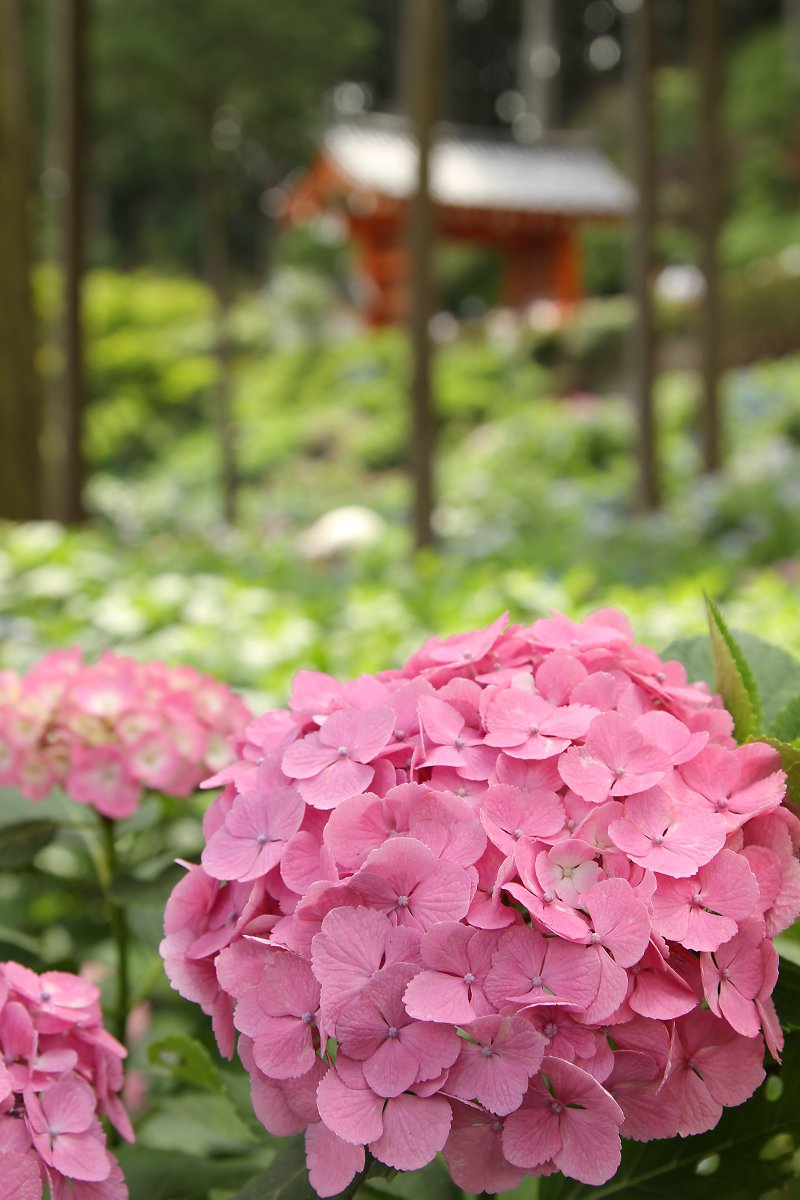 あじさい （三室戸寺）_a0003166_2314119.jpg