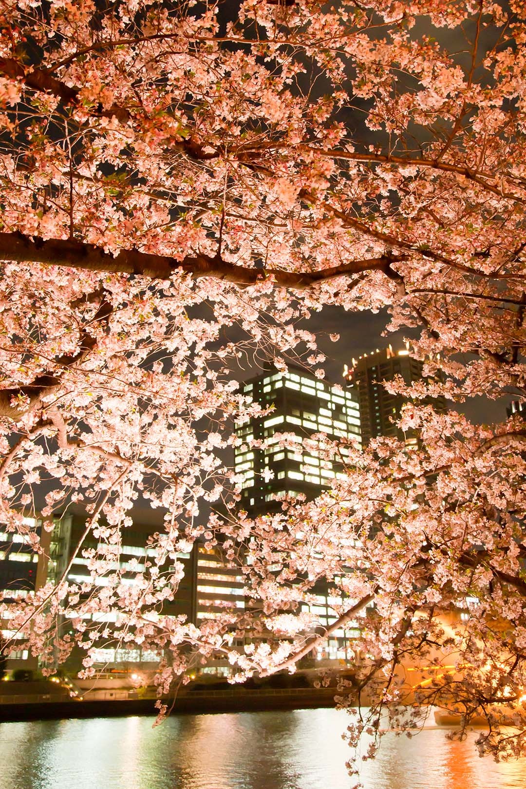 天満橋 桜_a0003166_23141543.jpg