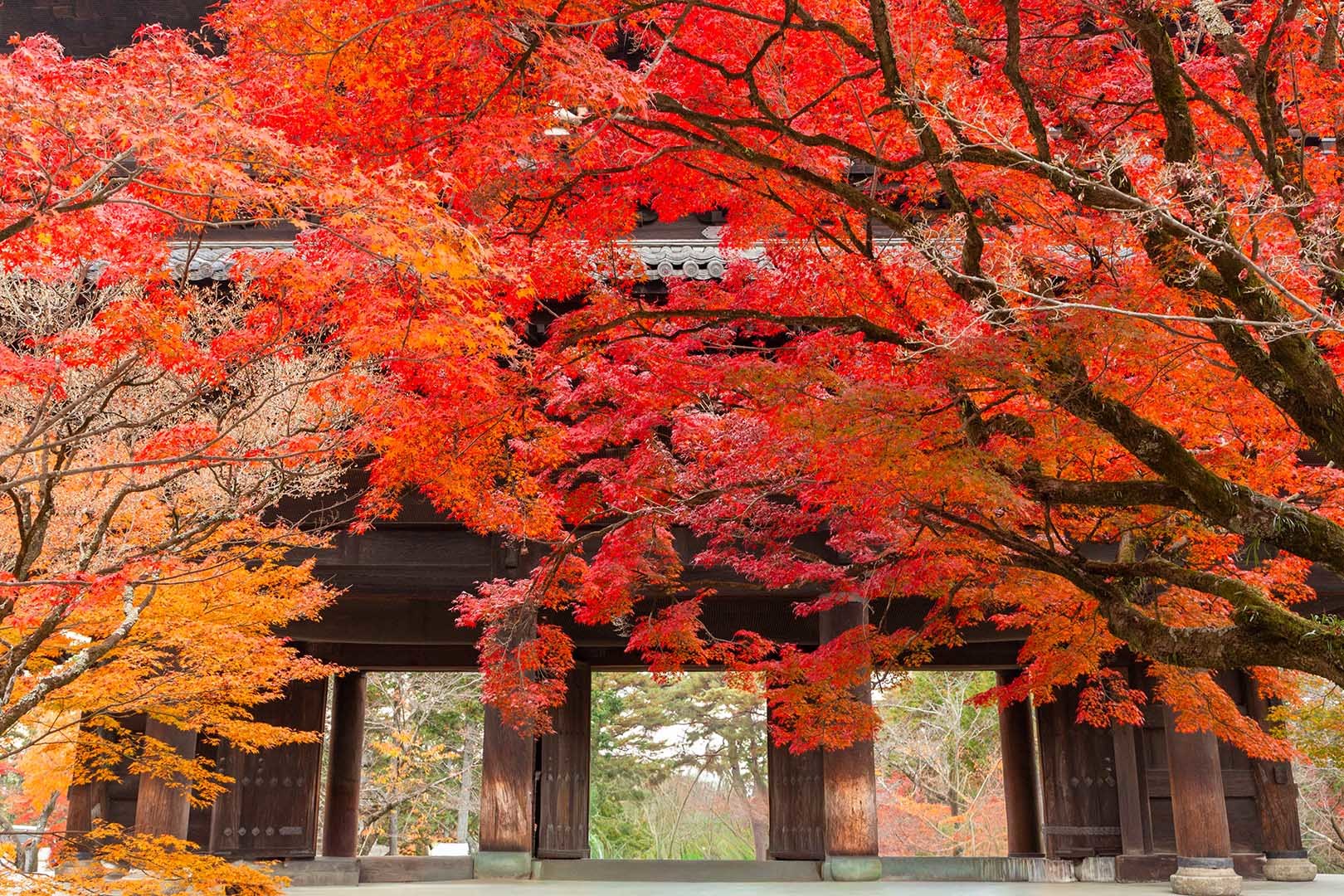 南禅寺の紅葉_a0003166_23142703.jpg
