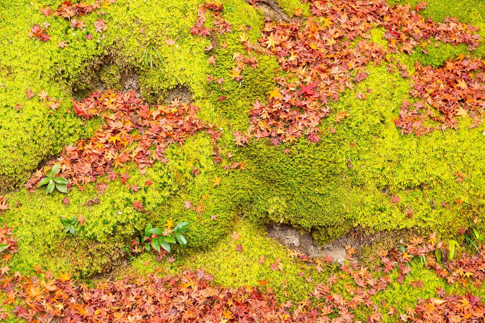 南禅寺の紅葉_a0003166_23142745.jpg