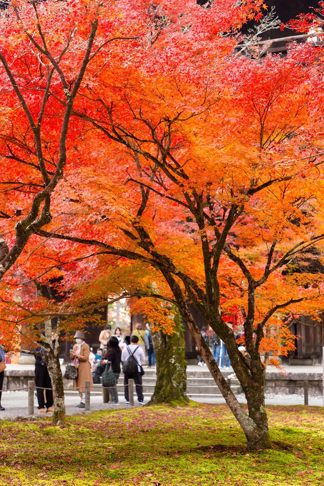 南禅寺の紅葉_a0003166_23142795.jpg