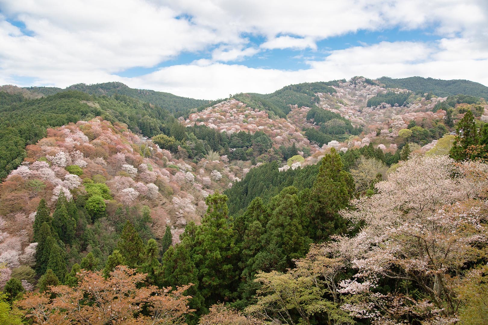 吉野 桜_a0003166_23150700.jpg