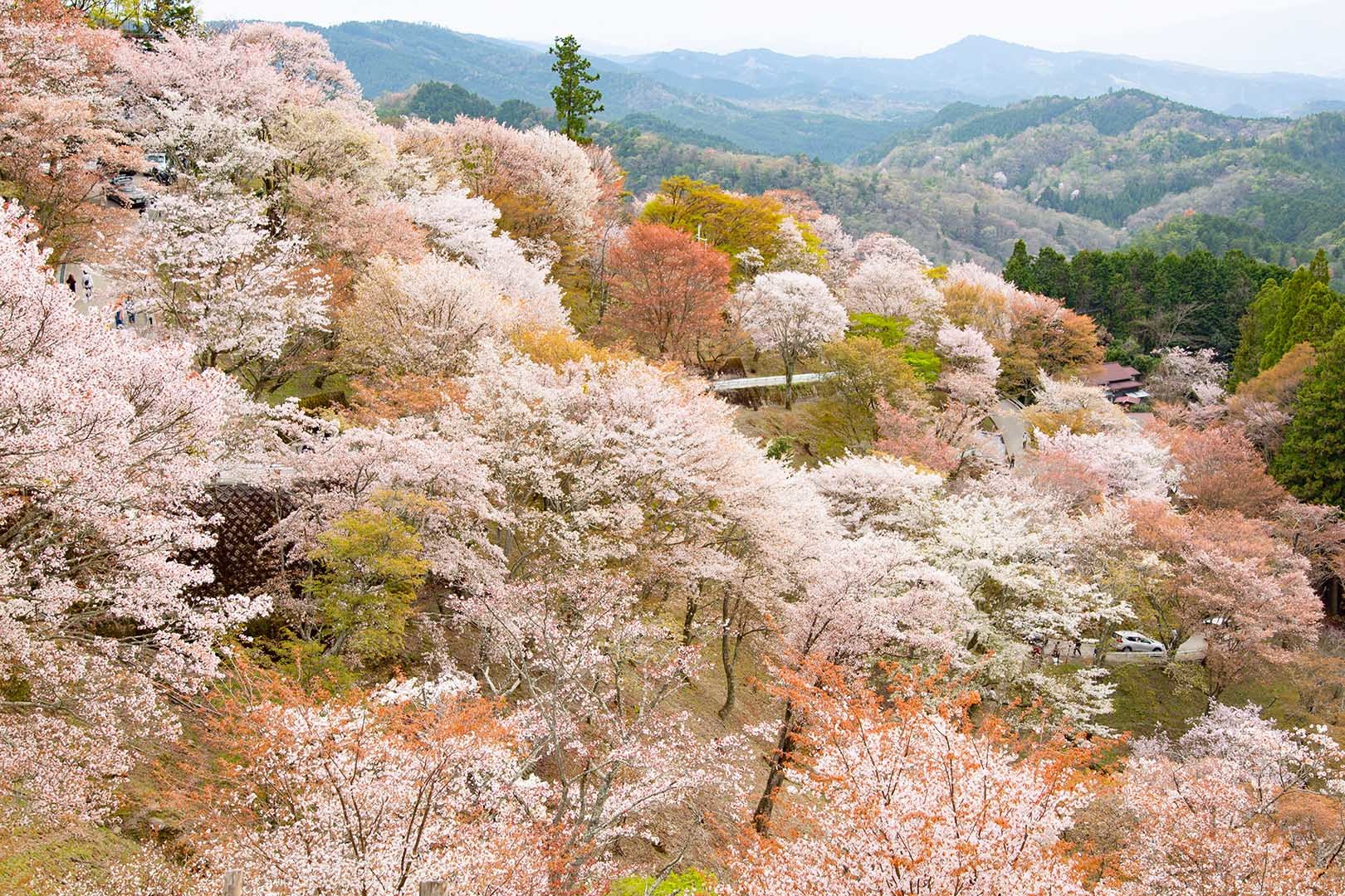 吉野 桜_a0003166_23150717.jpg