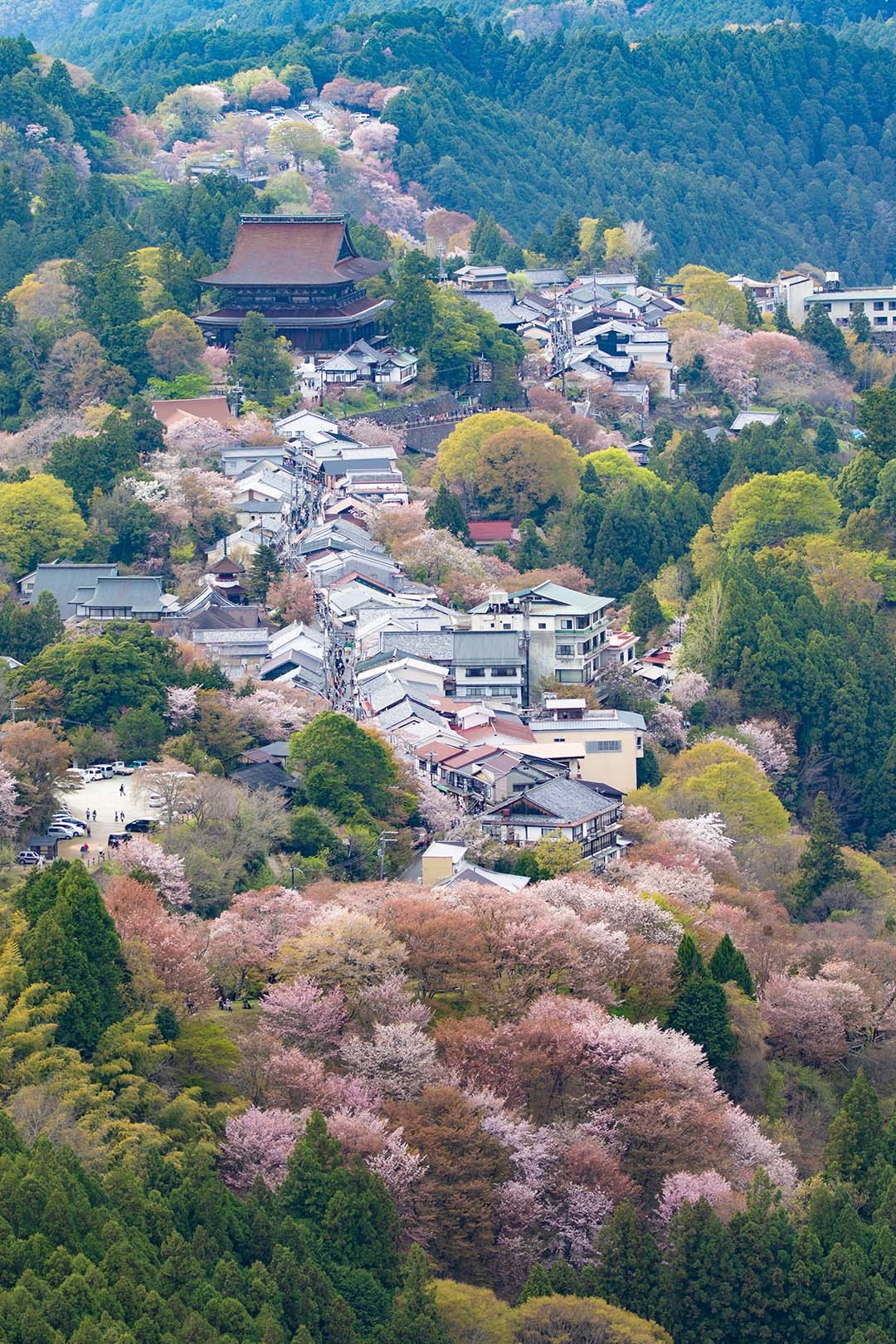 吉野 桜_a0003166_23150751.jpg