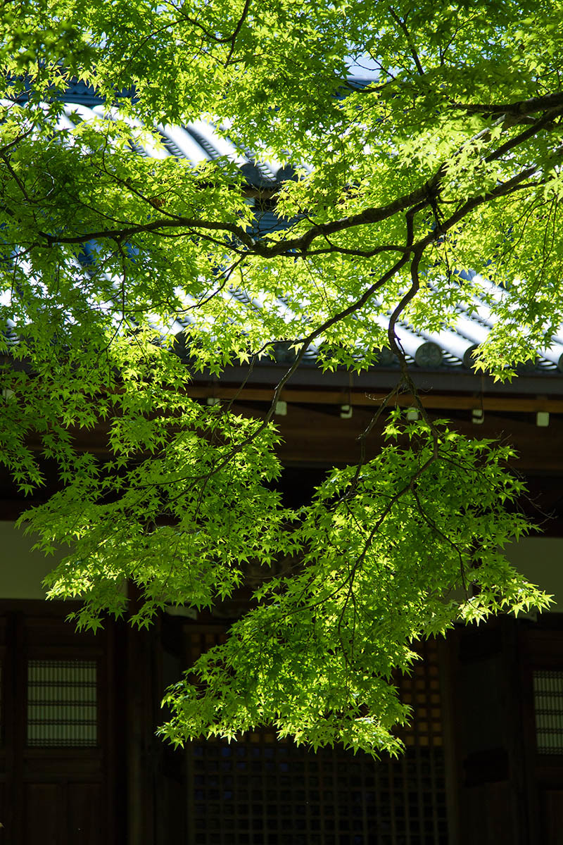 嵐山 常寂光寺_a0003166_23165064.jpg