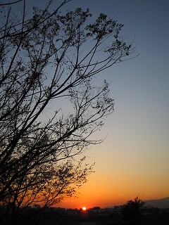 葉は母から羽ばたく_a0003166_2316774.jpg
