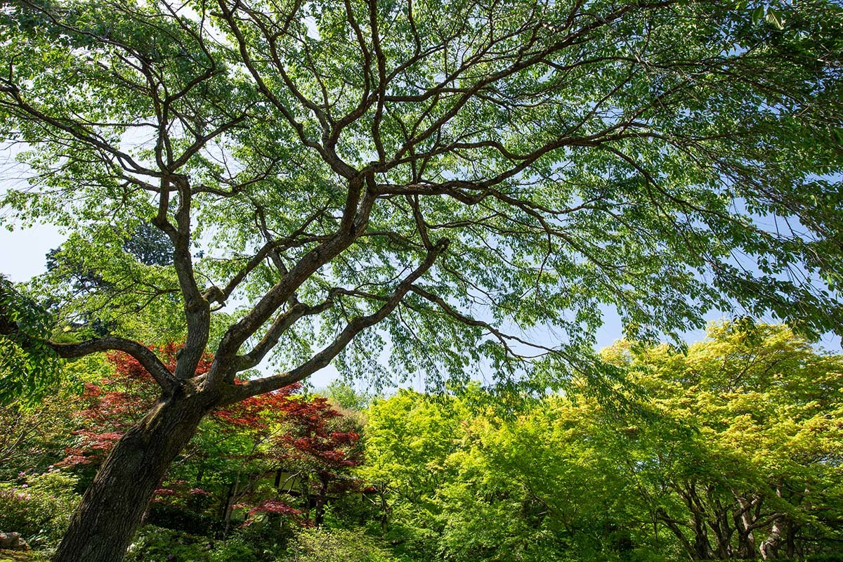 嵐山 常寂光寺_a0003166_23182130.jpg