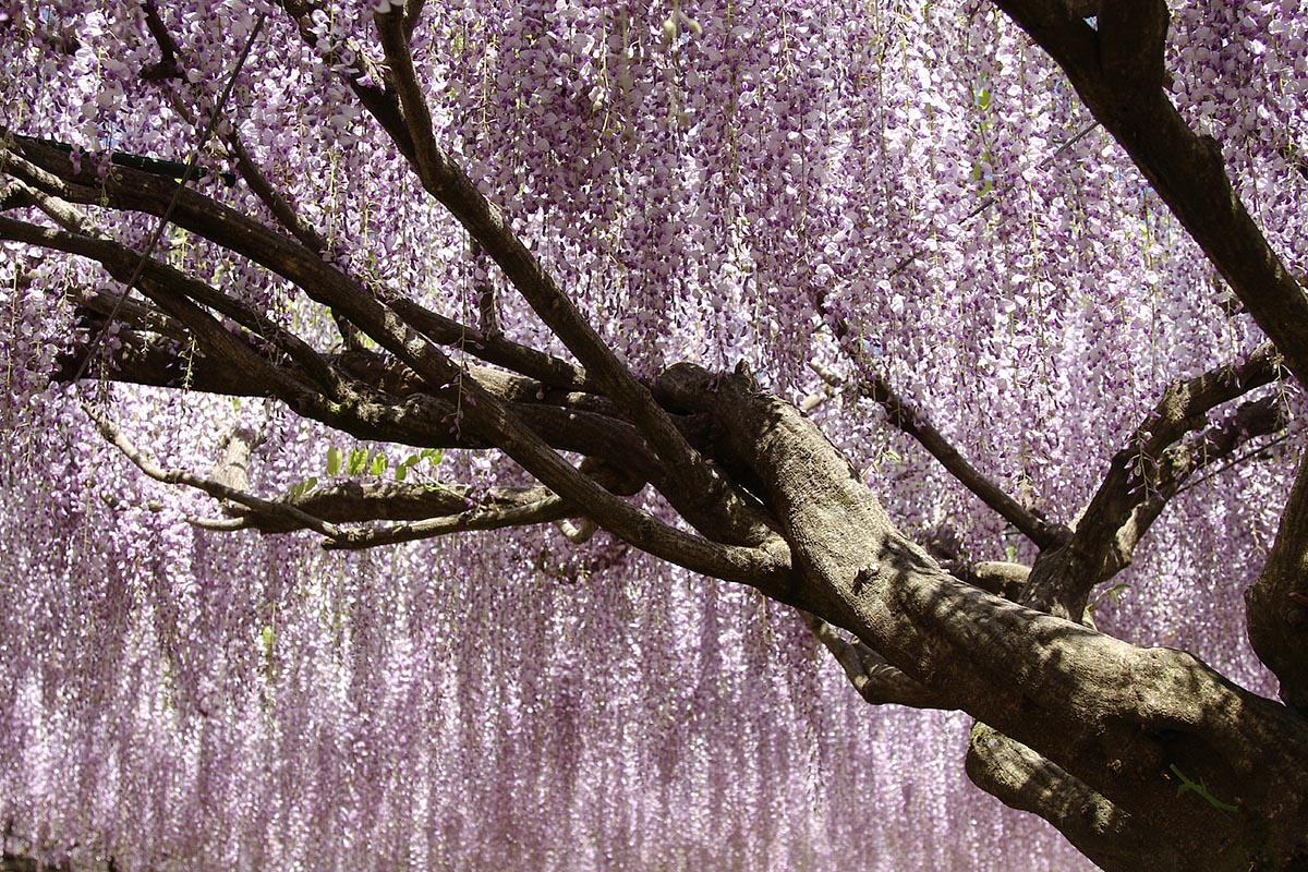 兵庫県丹波市 白毫寺（びゃくごうじ） のフジ_a0003166_23183633.jpg