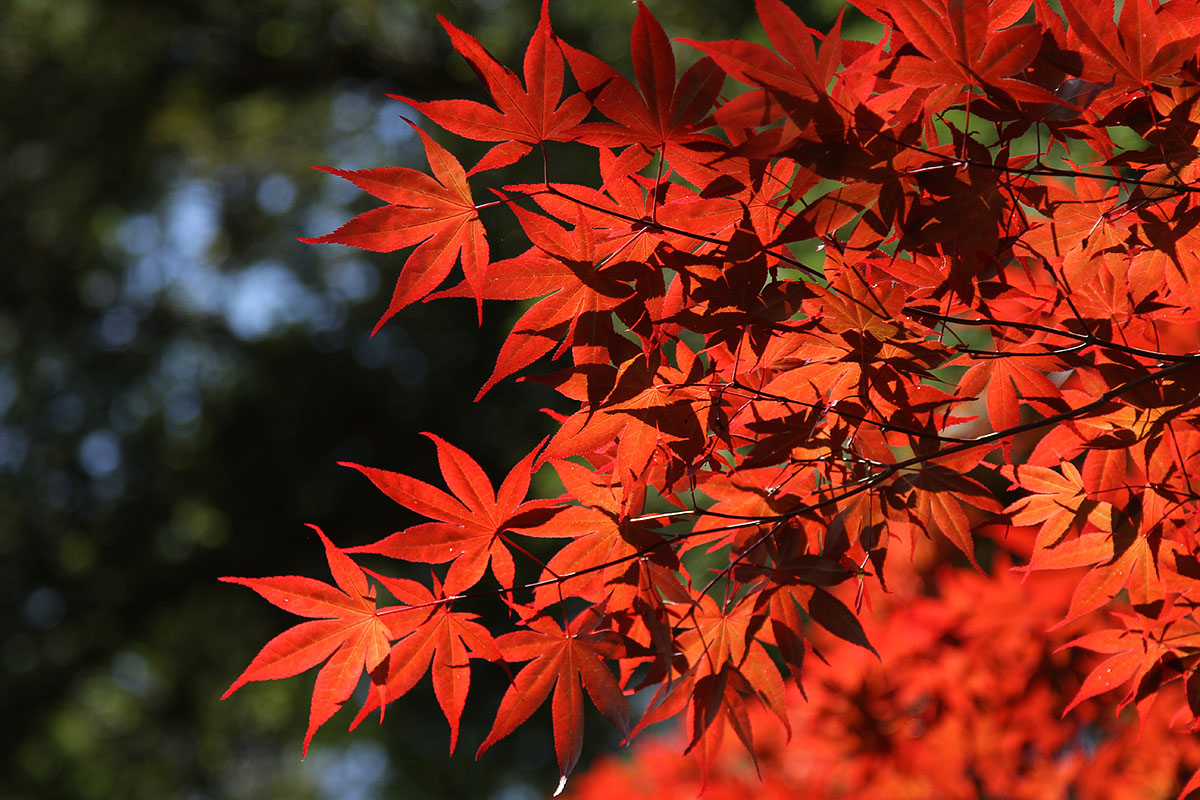 兵庫県丹波市 白毫寺（びゃくごうじ） のフジ_a0003166_23184616.jpg
