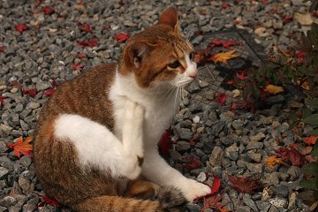 脚を棒として使う_a0003166_2320395.jpg