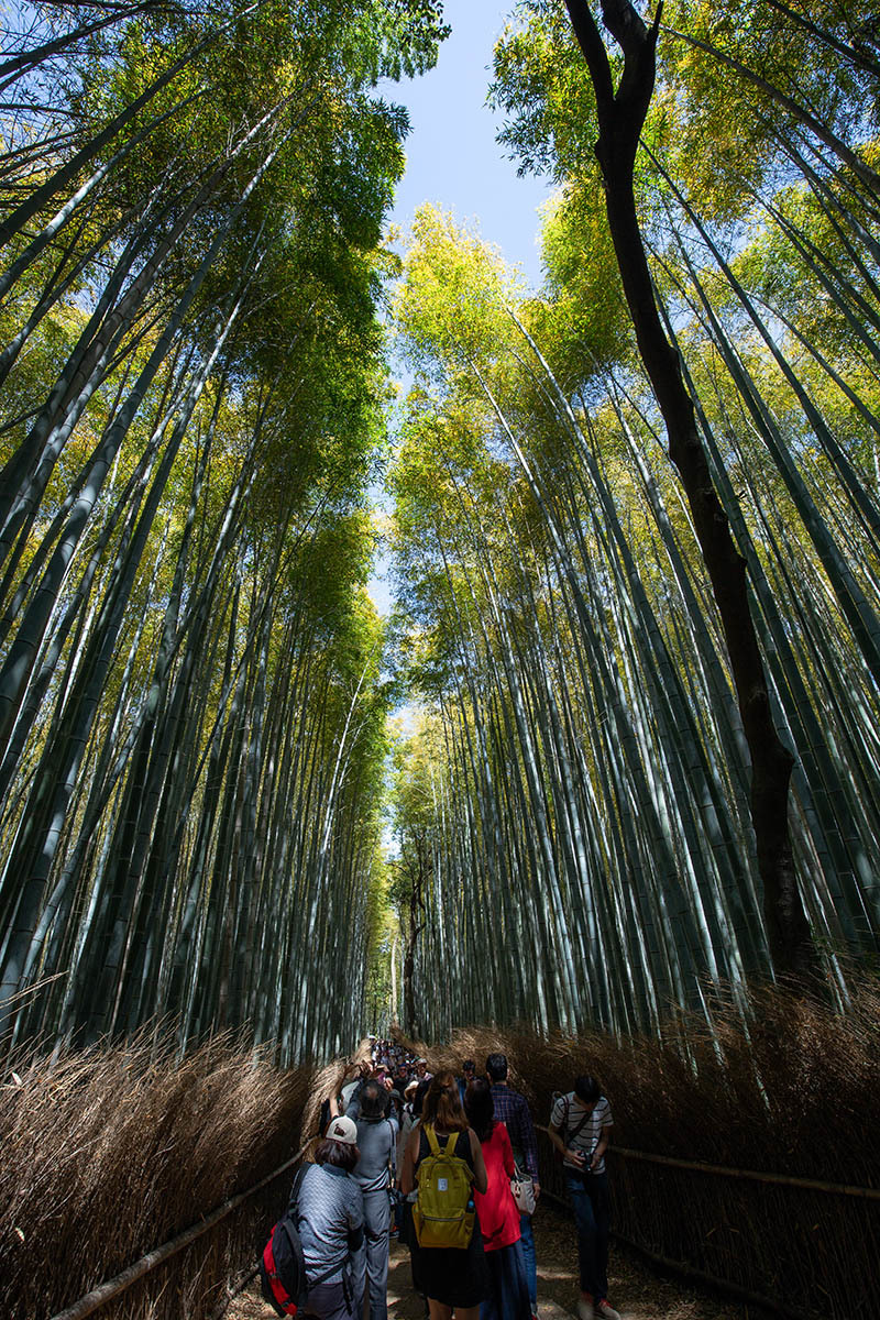 嵐山 天竜寺_a0003166_23215745.jpg